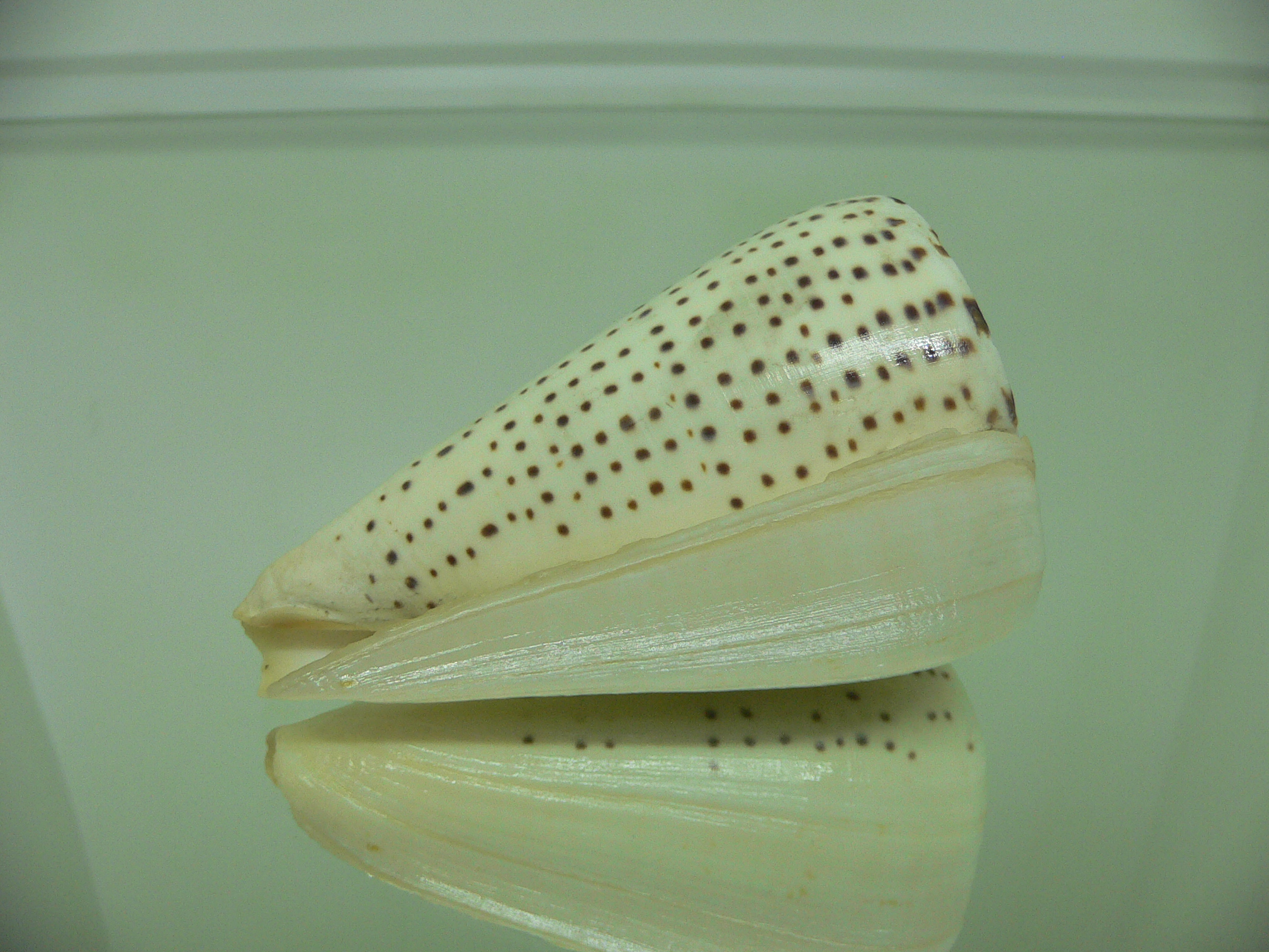 Conus leopardus