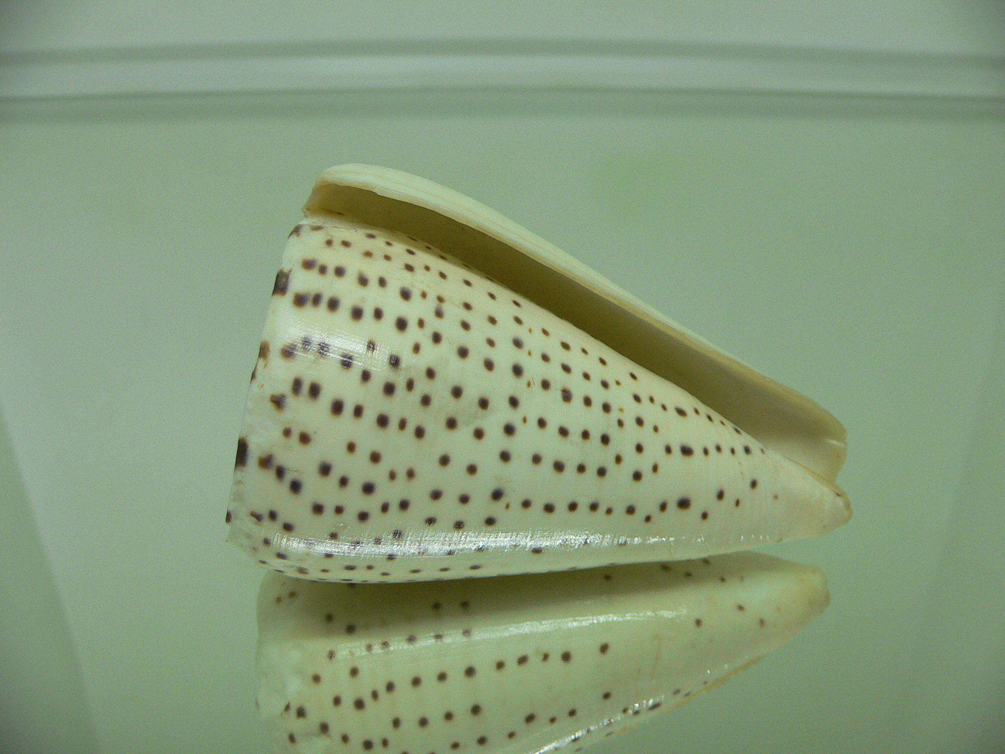 Conus leopardus