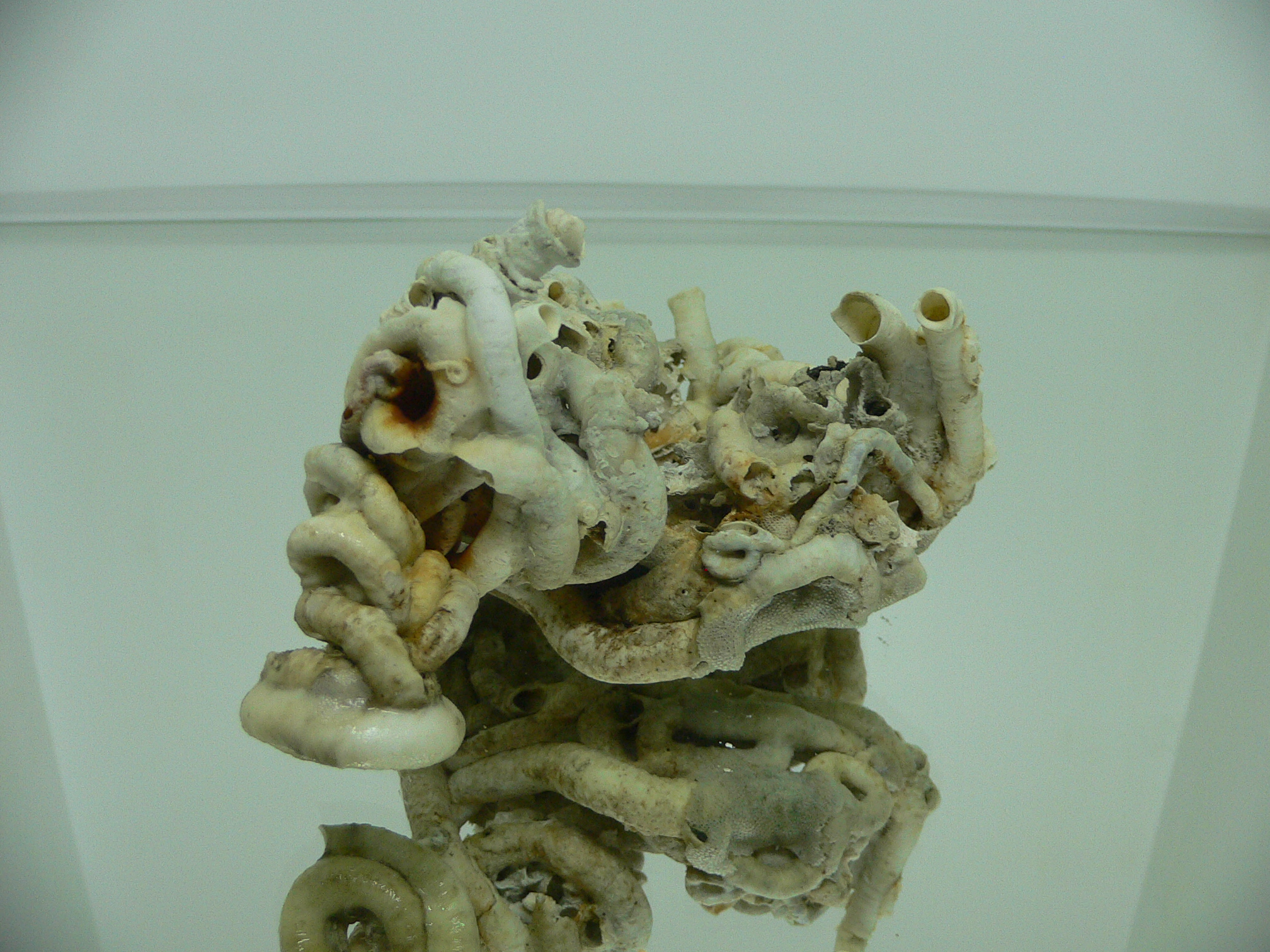 Колония Serpula SP. THICK & CURL