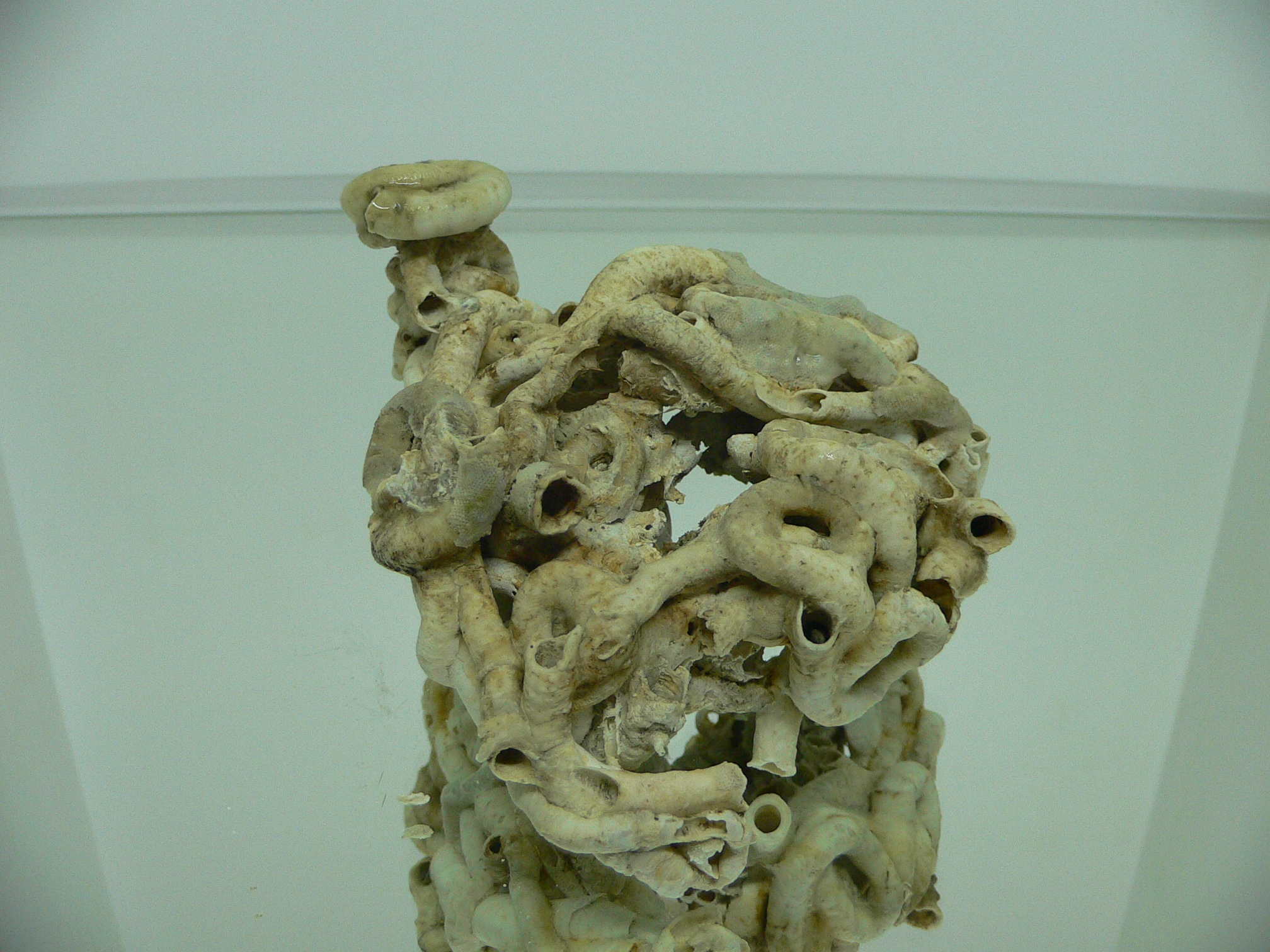 Колония Serpula SP. THICK & CURL