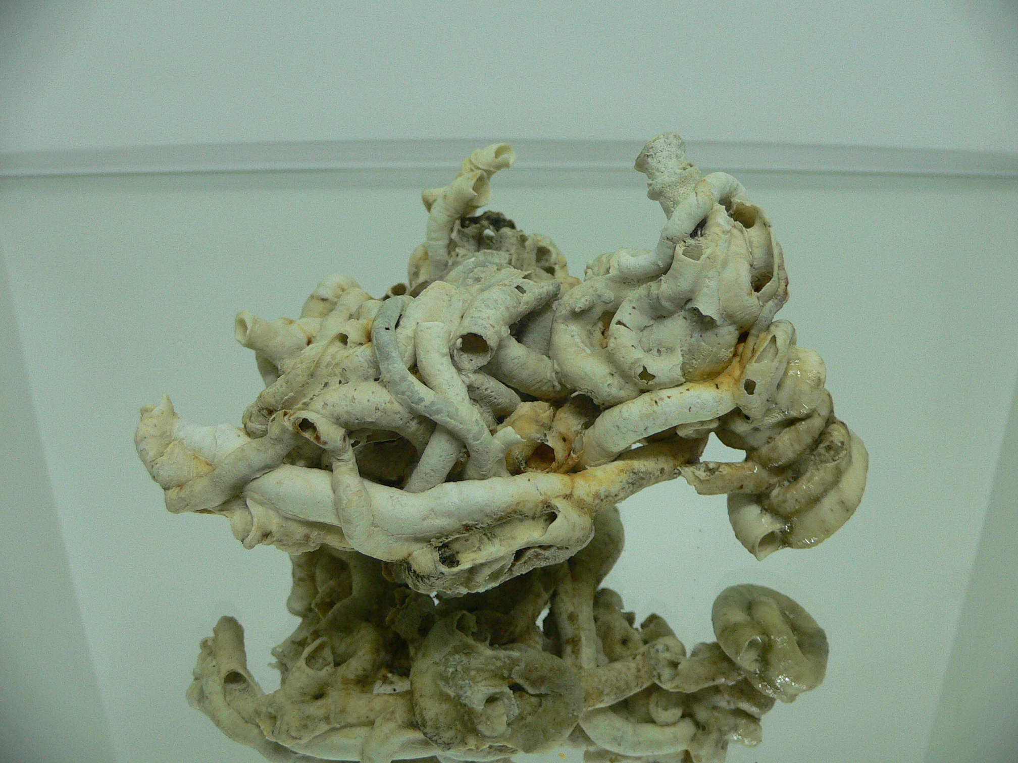 Колония Serpula SP. THICK & CURL