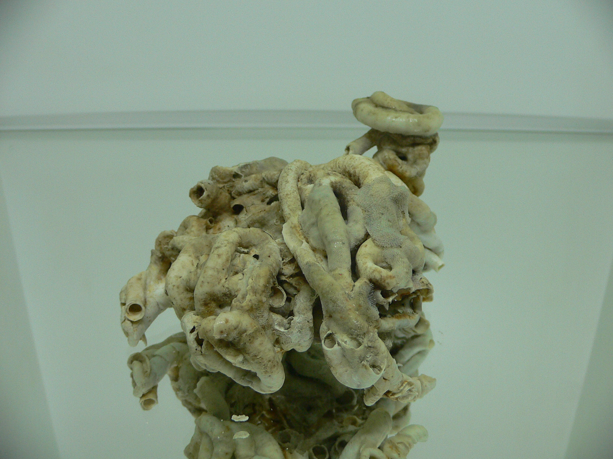Колония Serpula SP. THICK & CURL