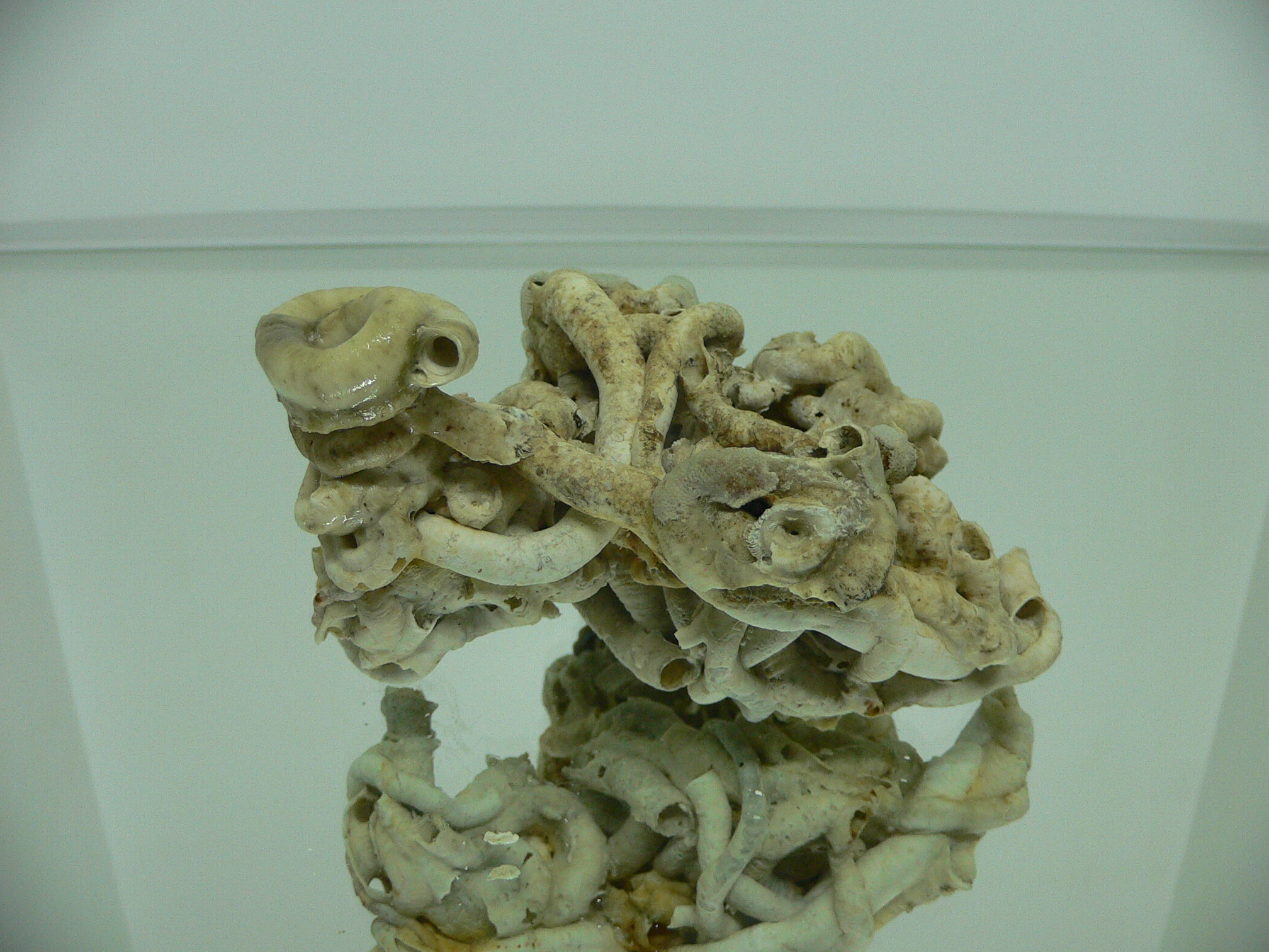 Колония Serpula SP. THICK & CURL