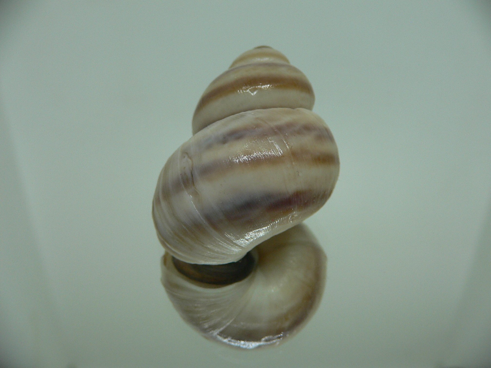 Viviparus contectus STRIPED