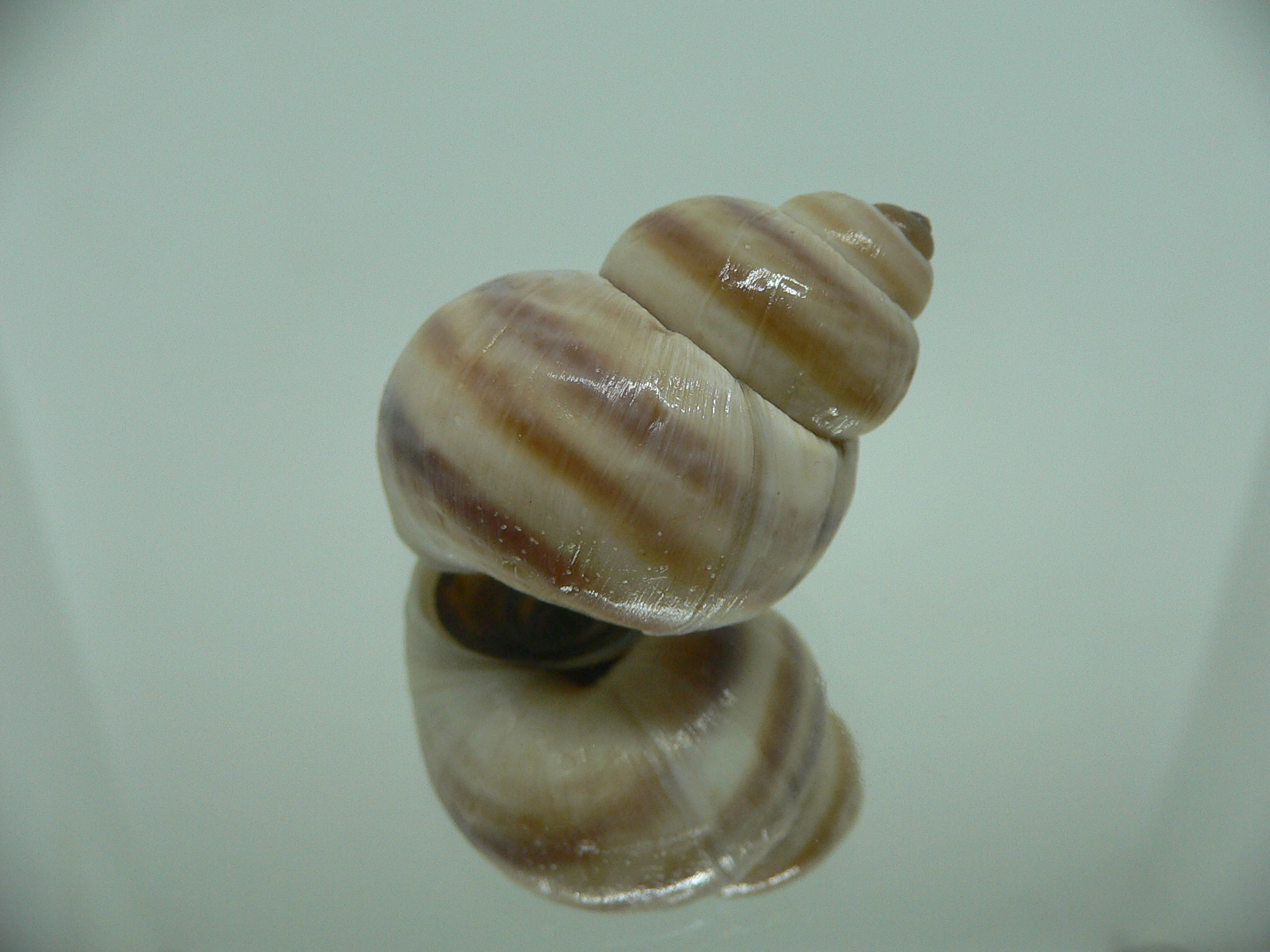 Viviparus contectus STRIPED