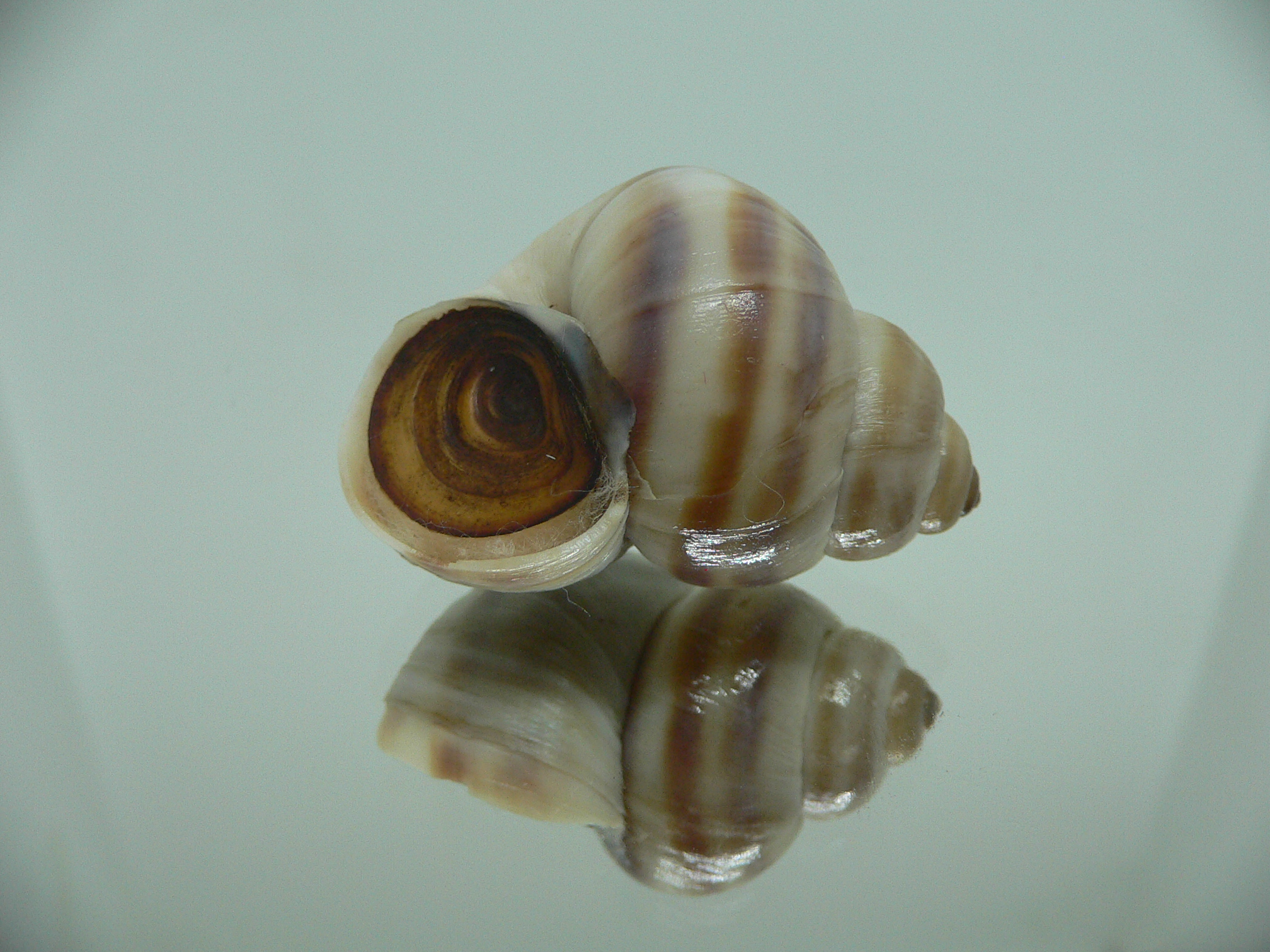 Viviparus contectus STRIPED