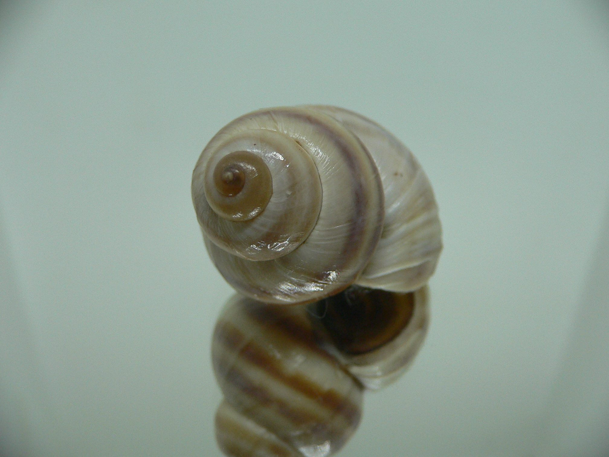 Viviparus contectus STRIPED