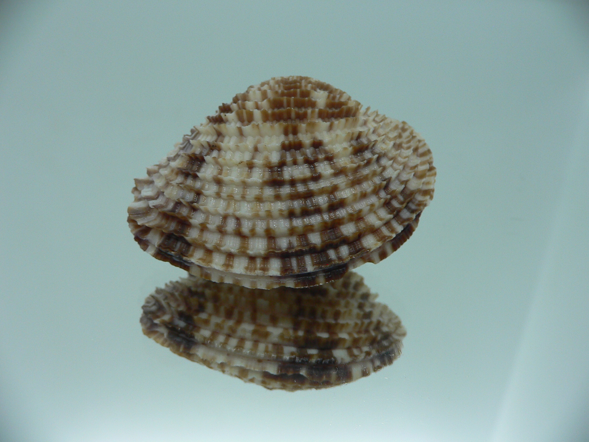 Antigona lamellaris SUPER