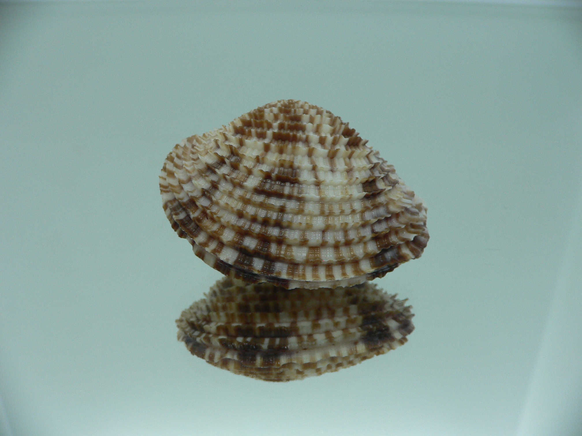 Antigona lamellaris SUPER