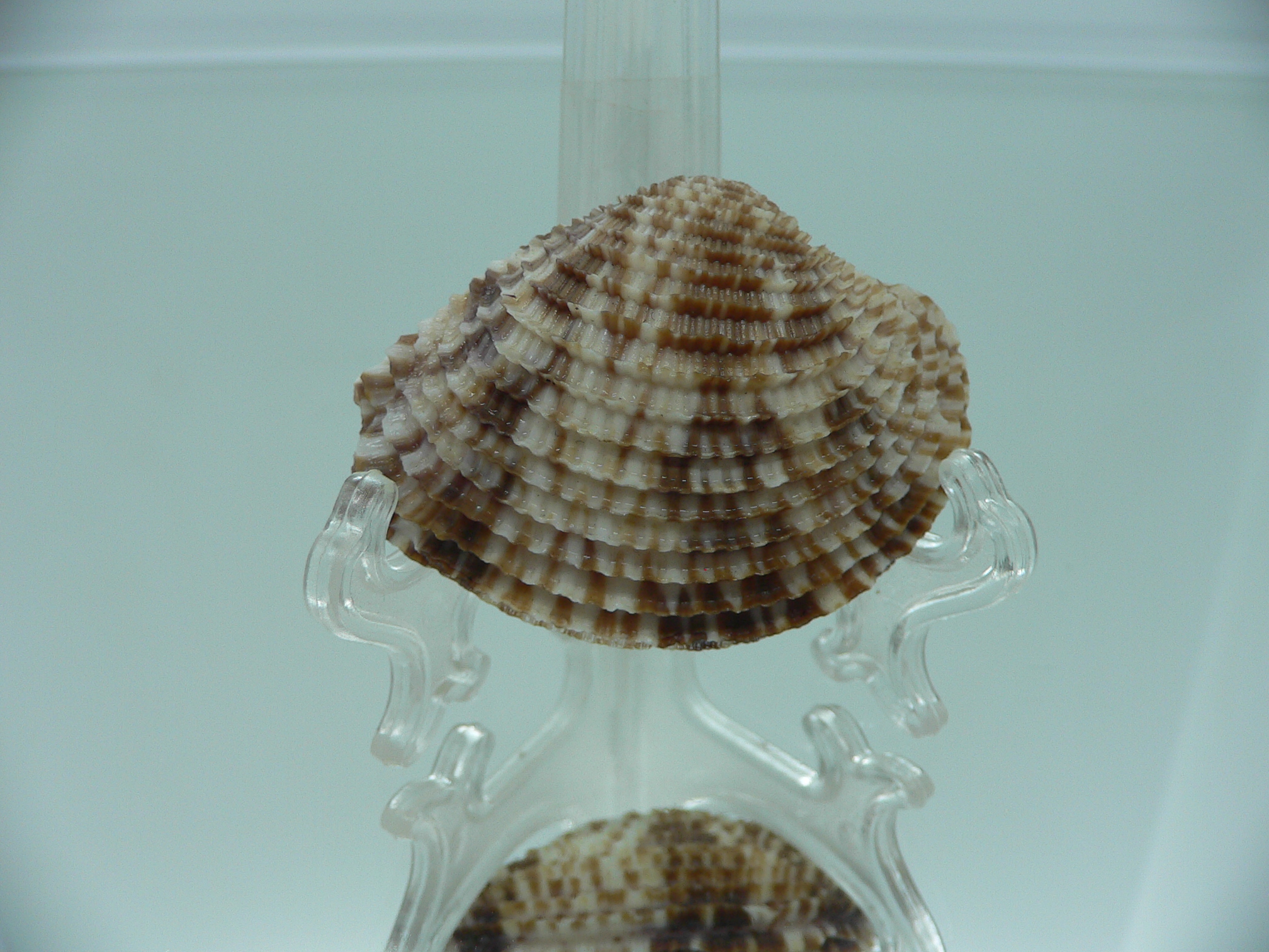 Antigona lamellaris SUPER