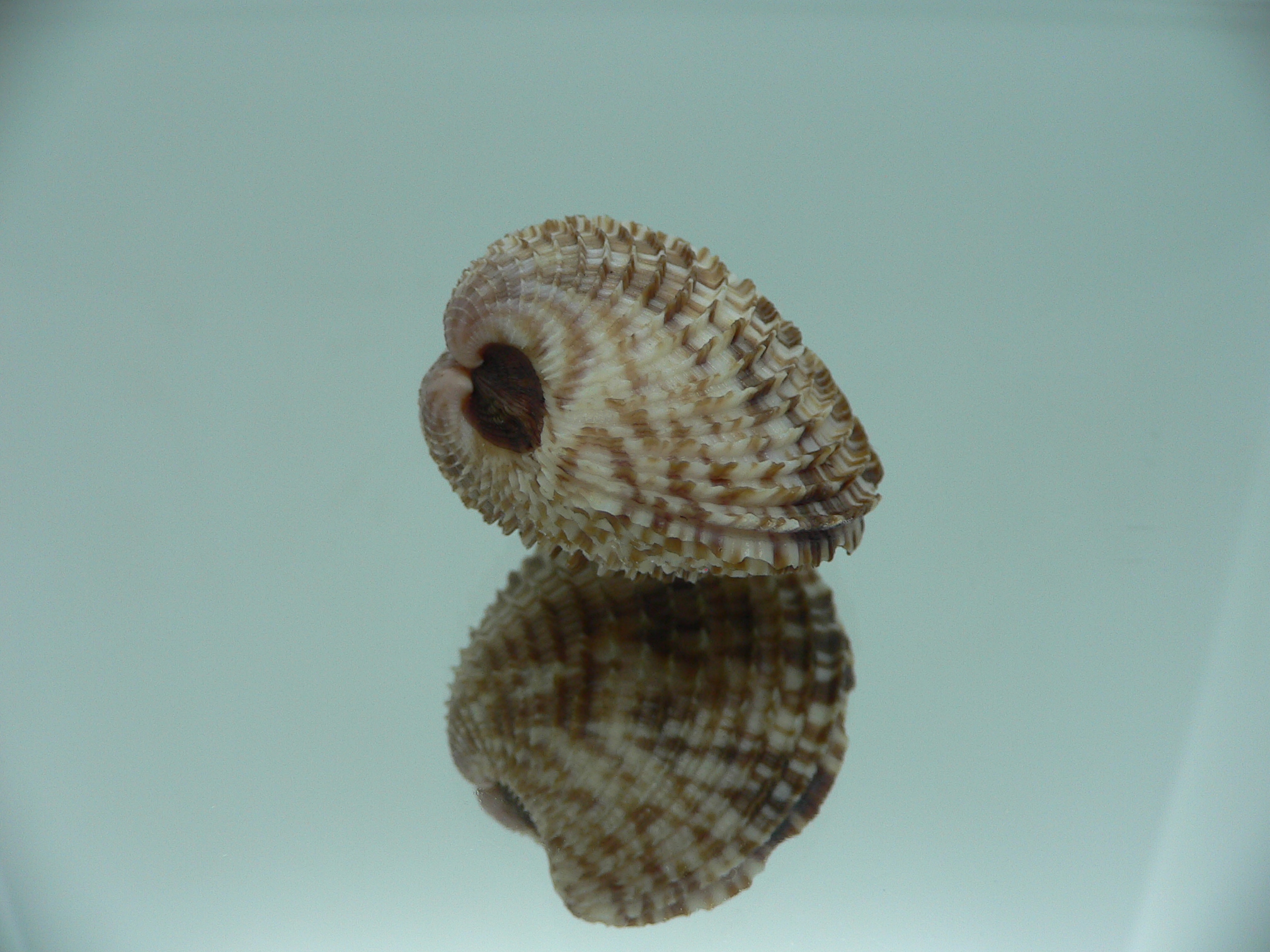 Antigona lamellaris SUPER