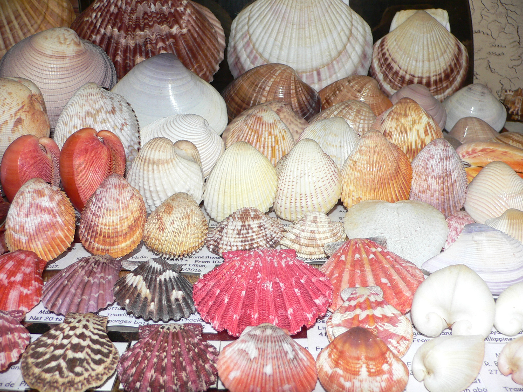 Antigona lamellaris SUPER