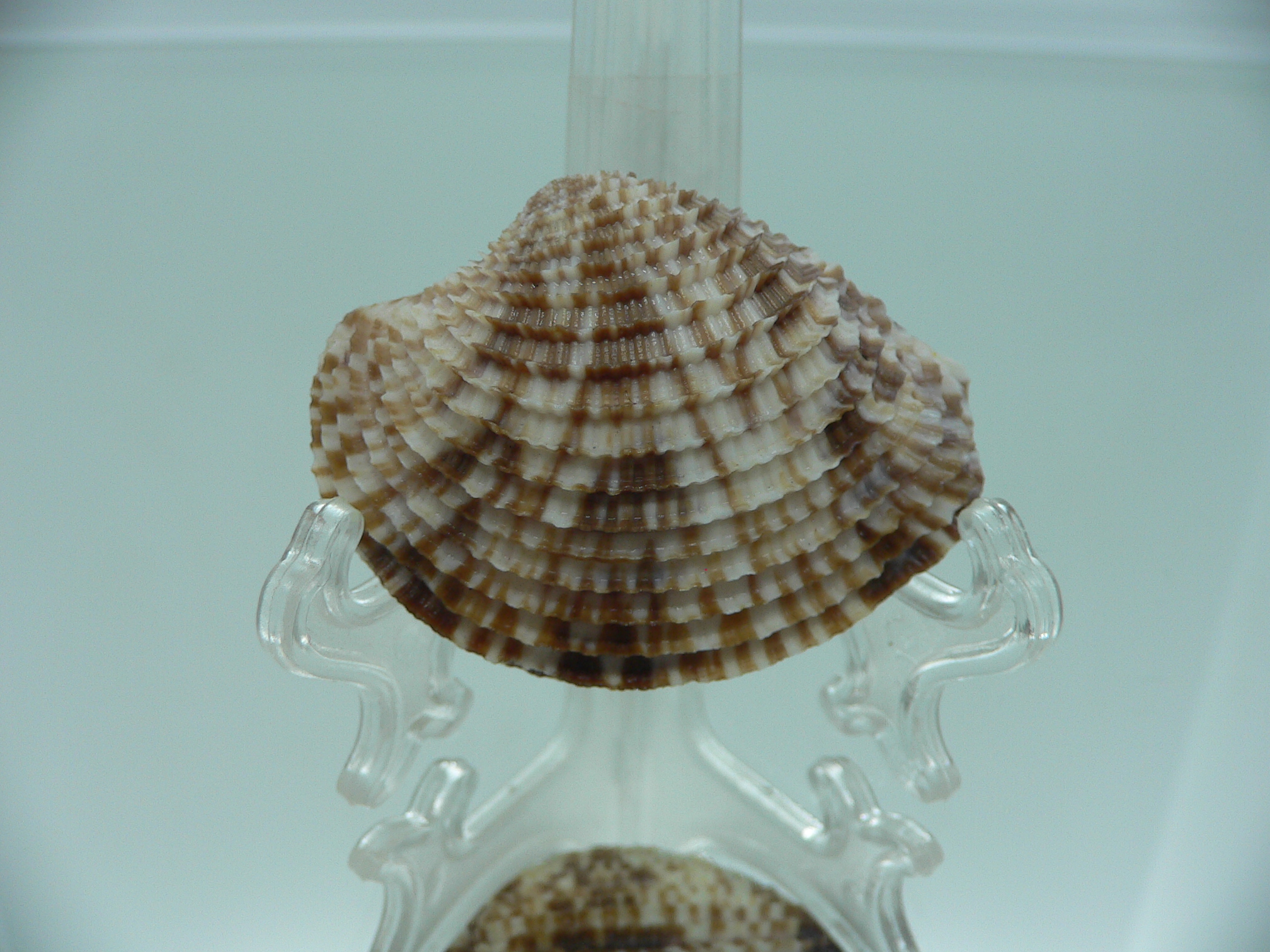 Antigona lamellaris SUPER