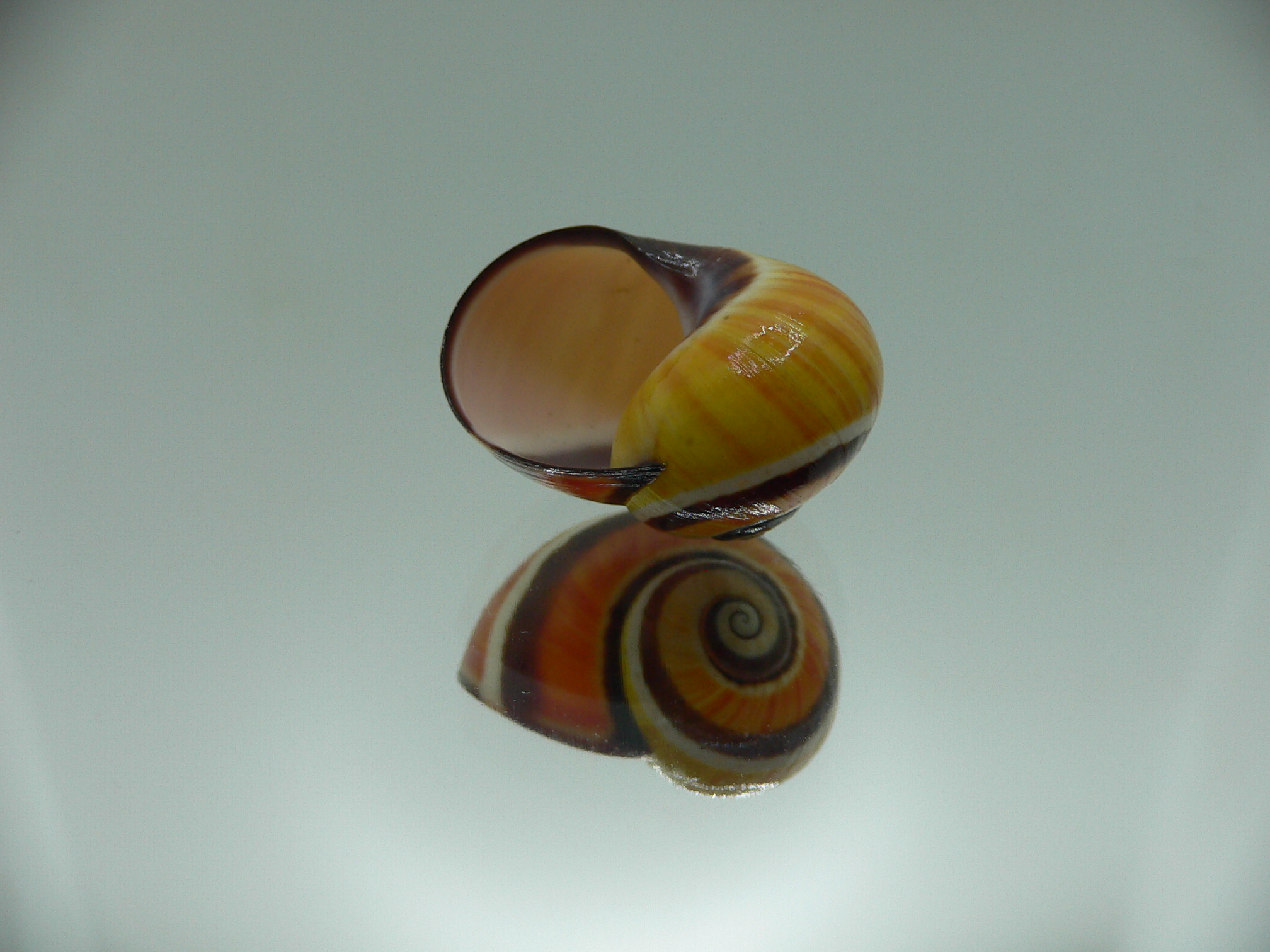 Polymita picta picta COLOR & STRIPES