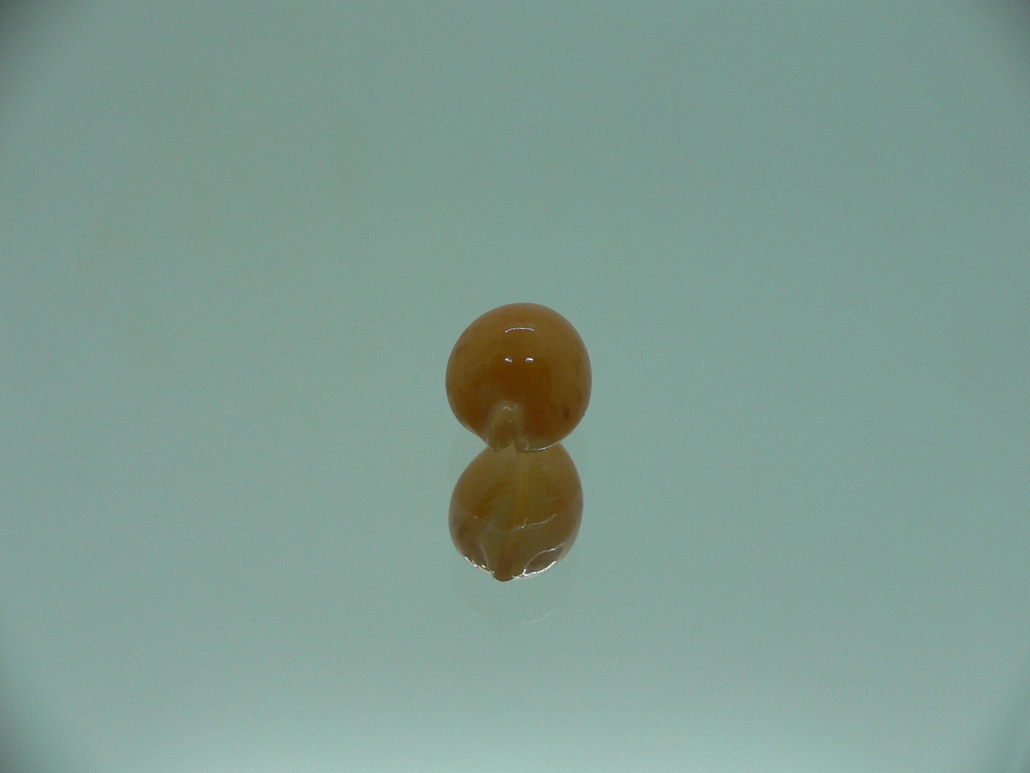 Cypraea globulus brevirostris IDEAL