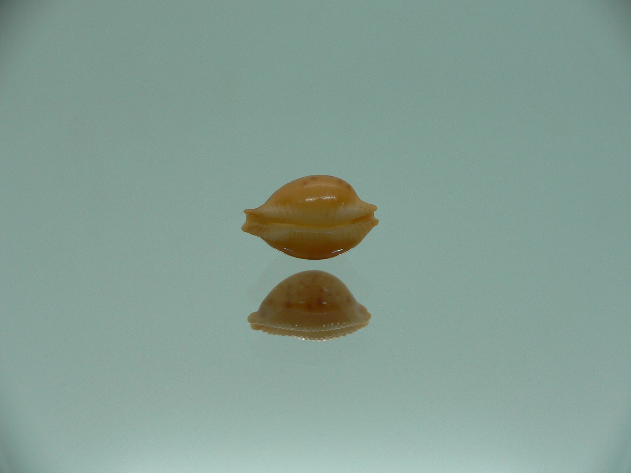 Cypraea globulus brevirostris IDEAL