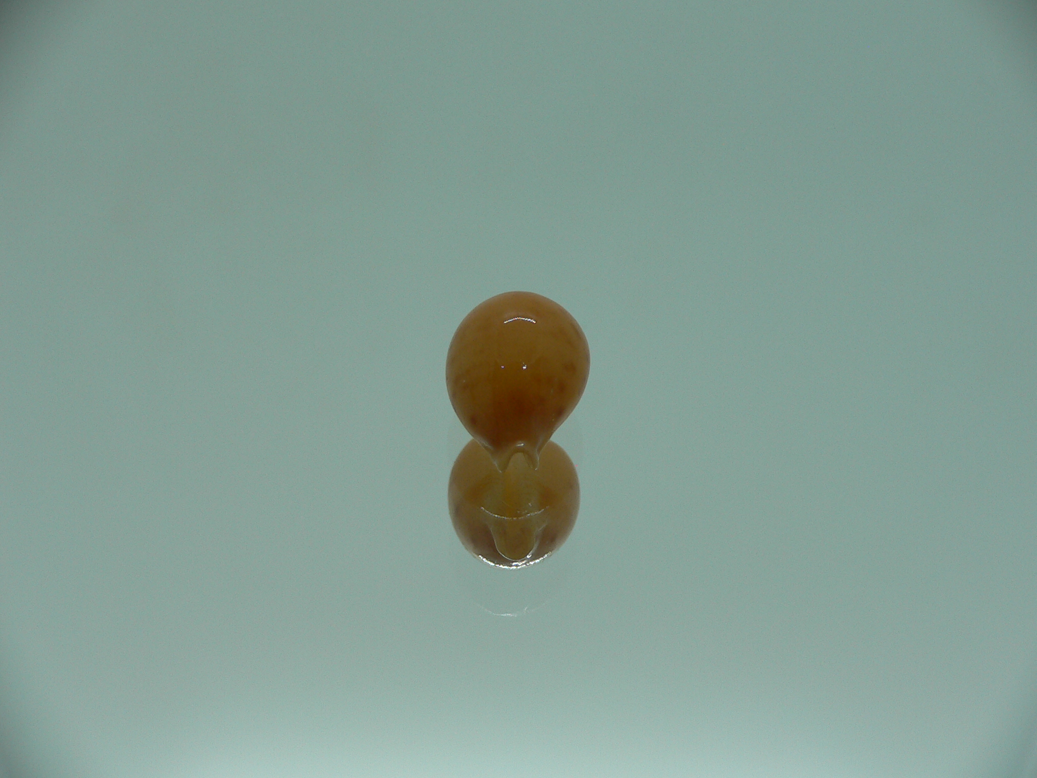Cypraea globulus brevirostris IDEAL