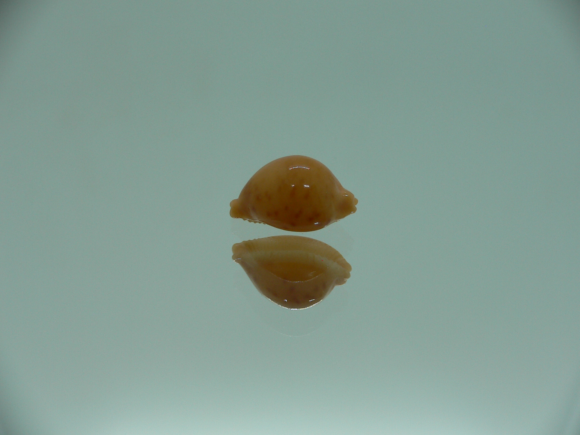 Cypraea globulus brevirostris IDEAL