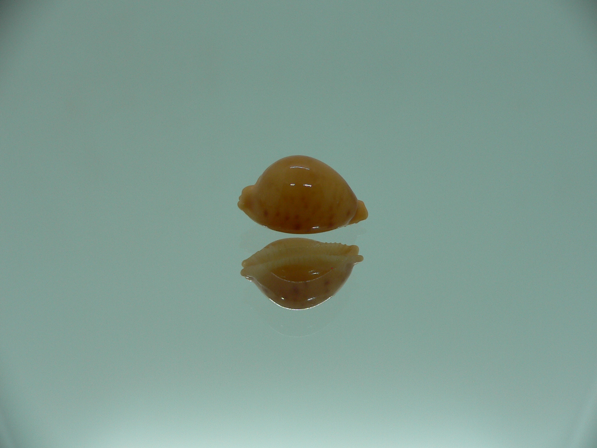 Cypraea globulus brevirostris IDEAL