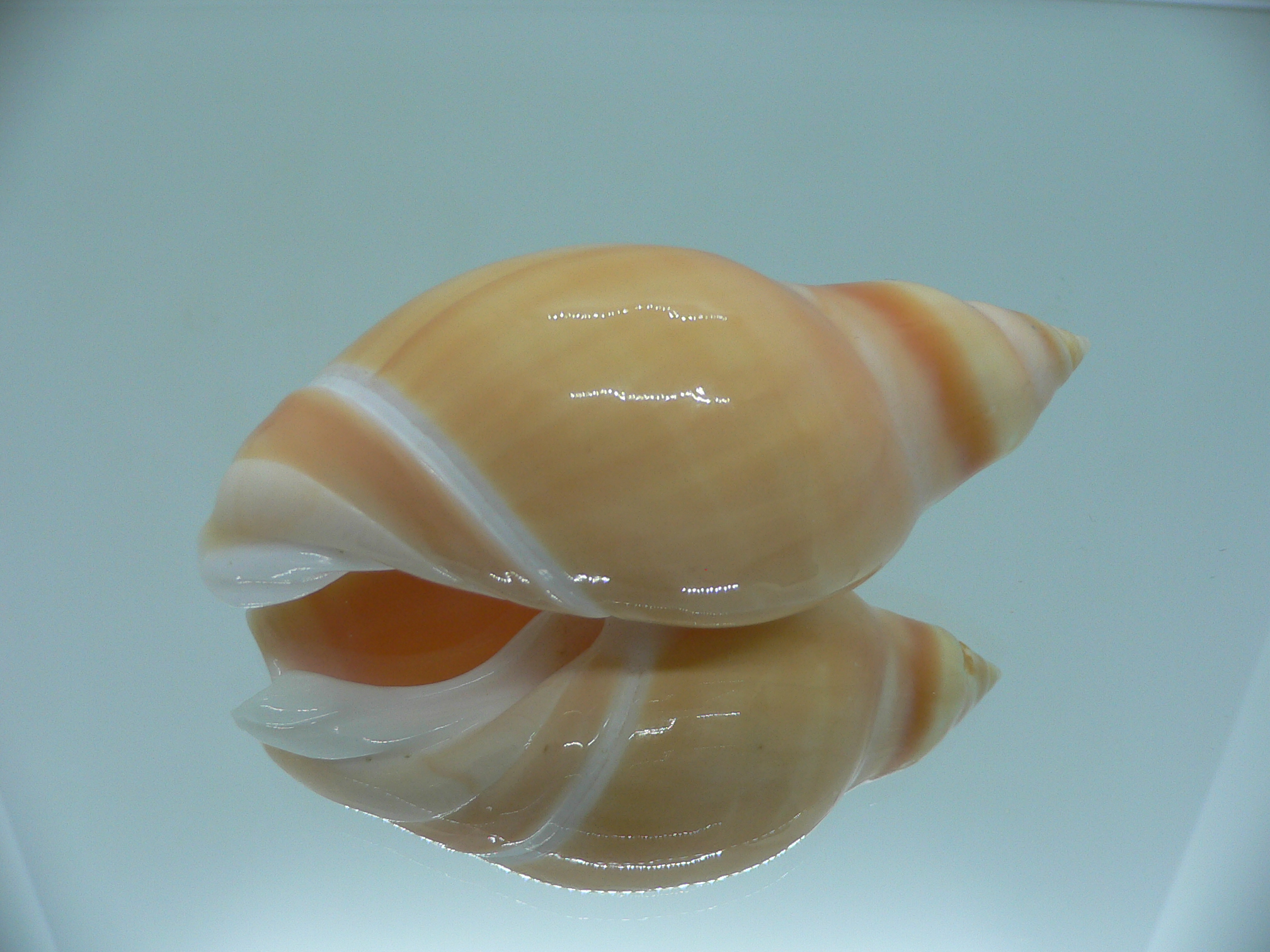Eburna glabrata GIANT