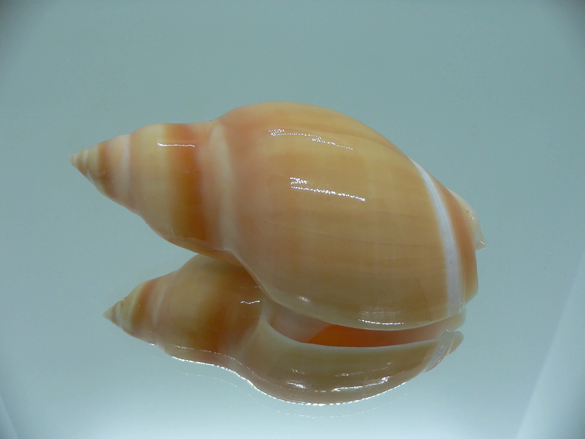 Eburna glabrata GIANT