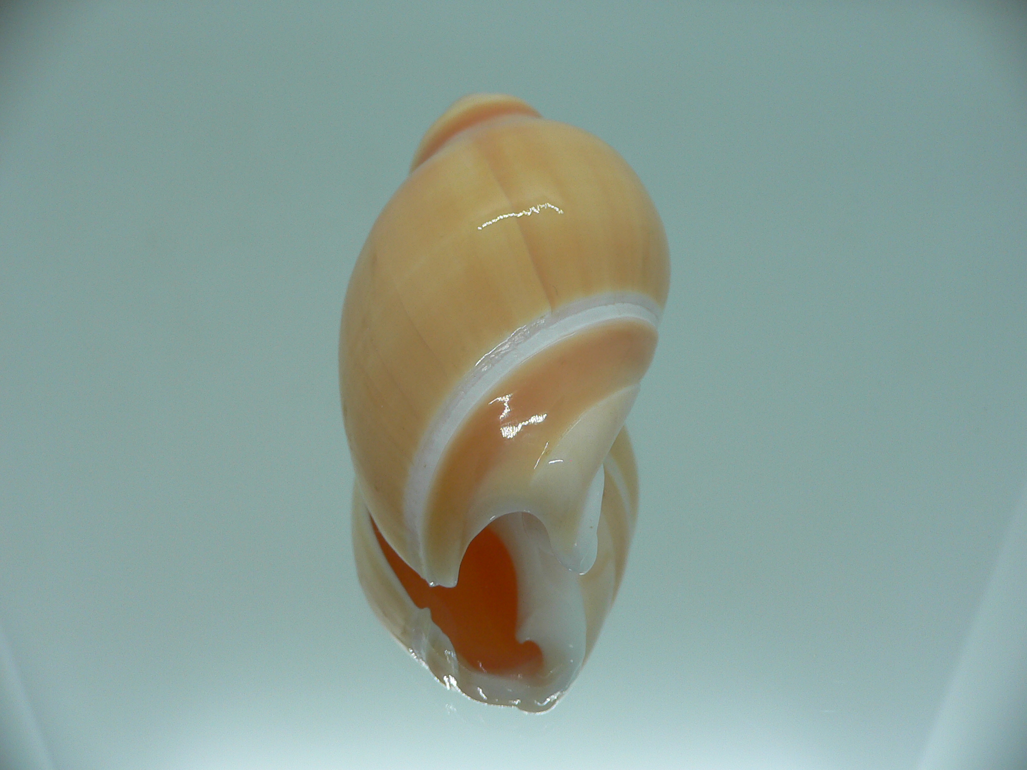 Eburna glabrata GIANT