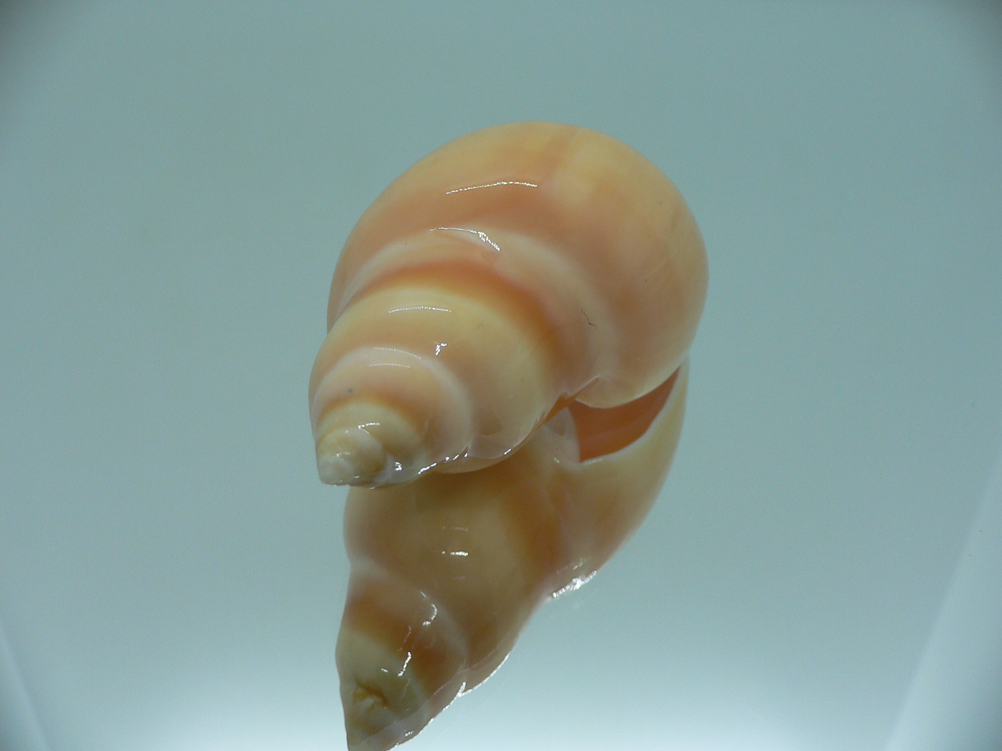 Eburna glabrata GIANT