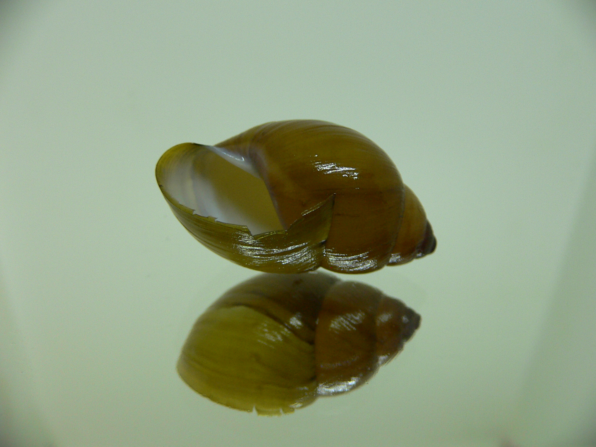 Bothriembryon glauerti VERY RARE