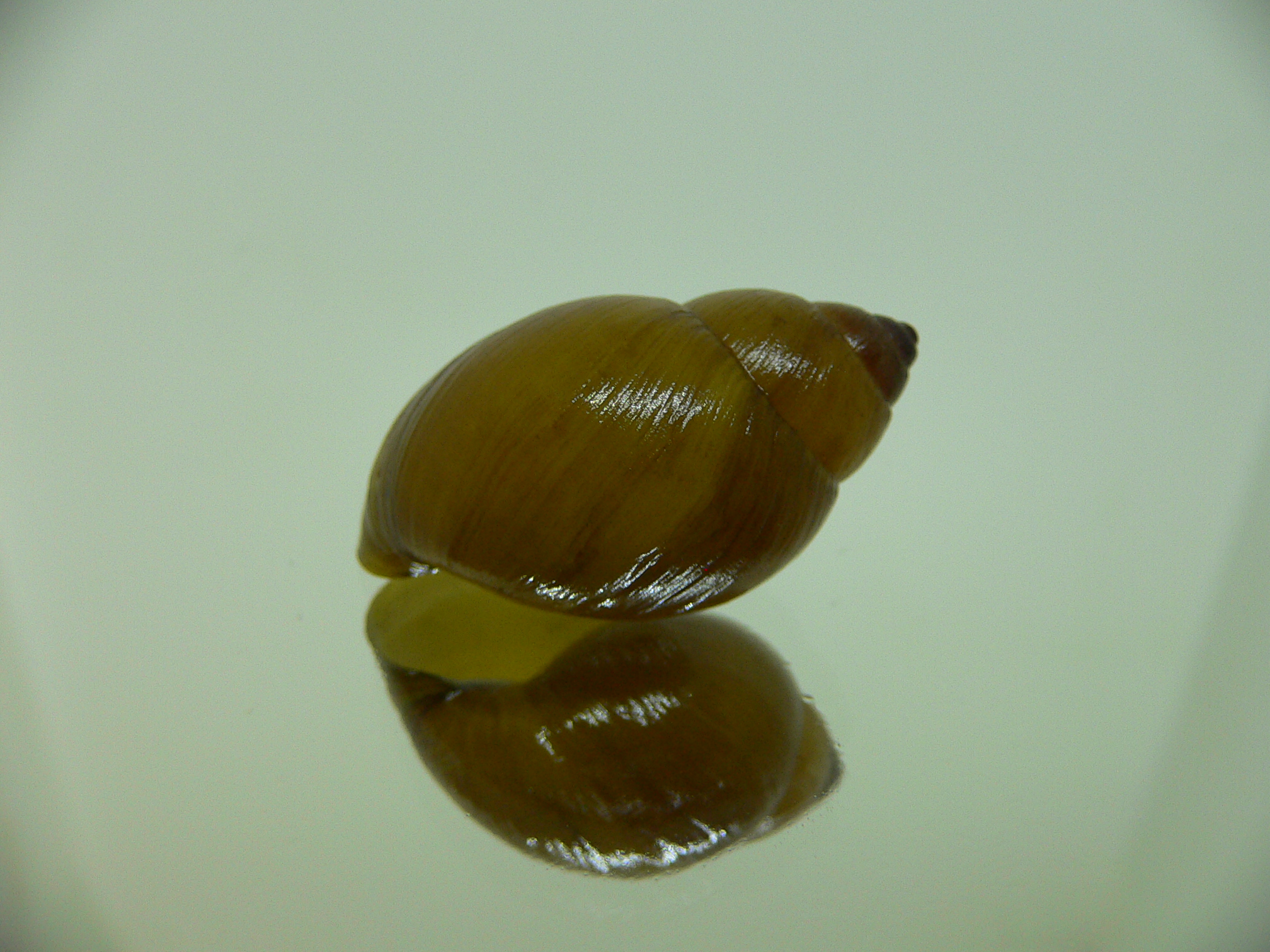 Bothriembryon glauerti VERY RARE