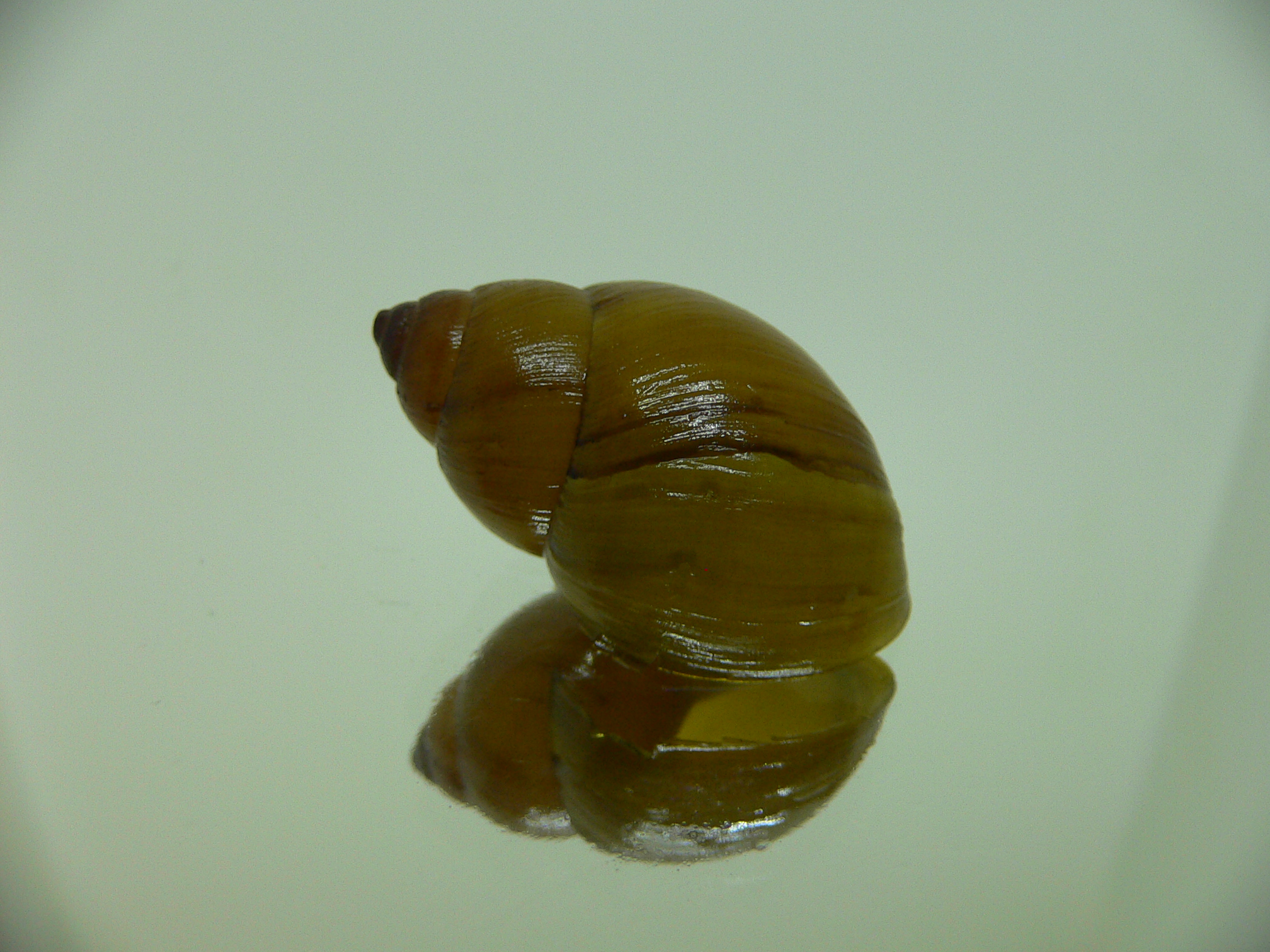 Bothriembryon glauerti VERY RARE