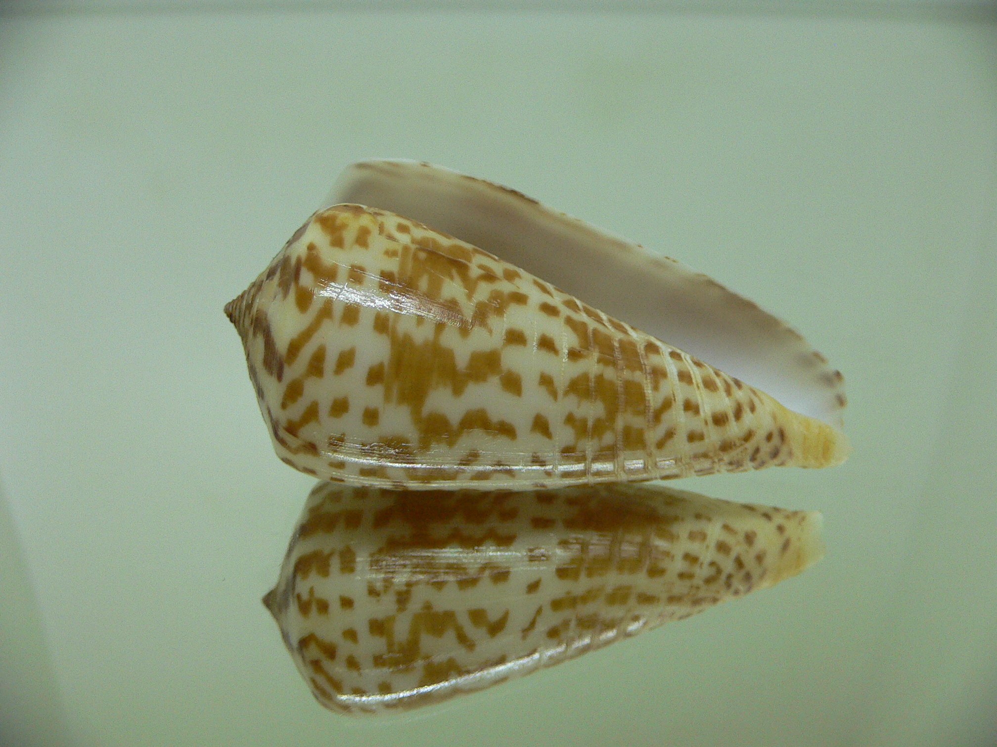 Conus inscriptus bangladeshianus (var.) BIG