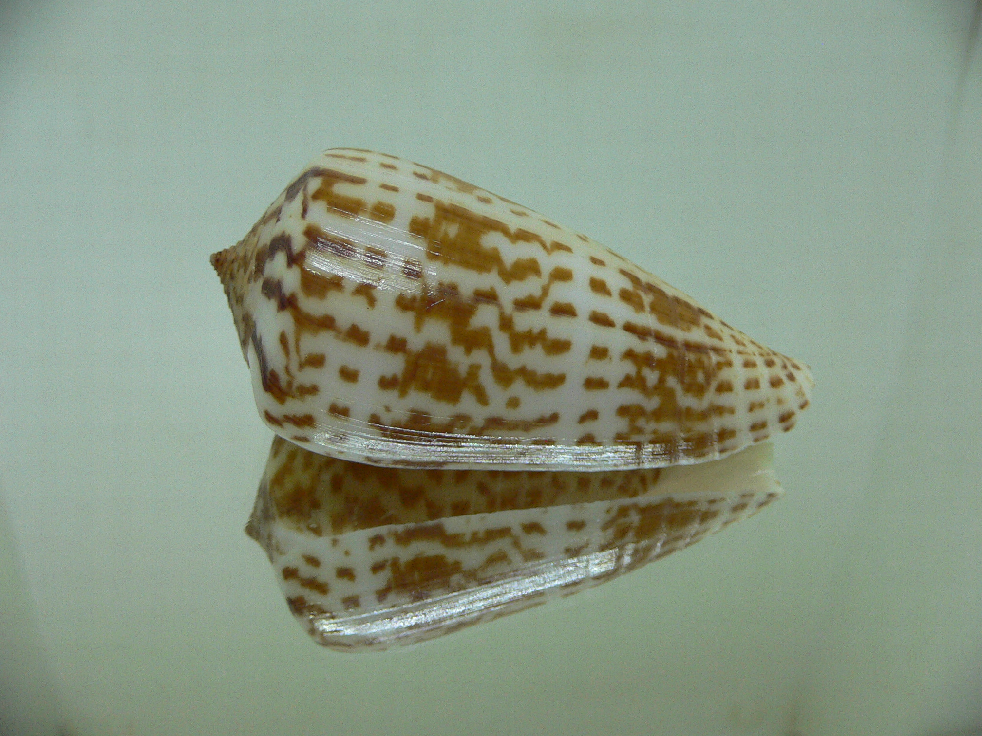 Conus inscriptus bangladeshianus (var.) BIG