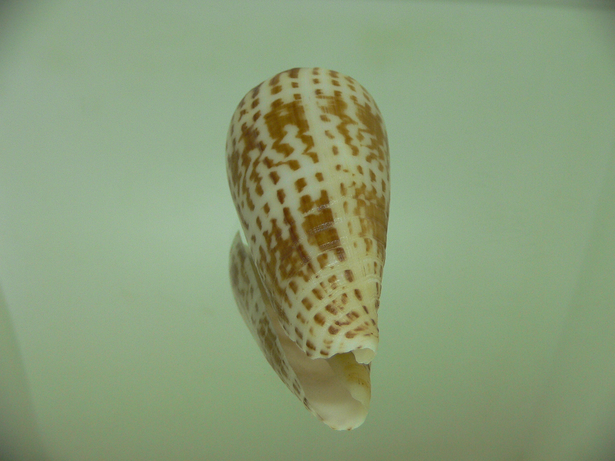 Conus inscriptus bangladeshianus (var.) BIG