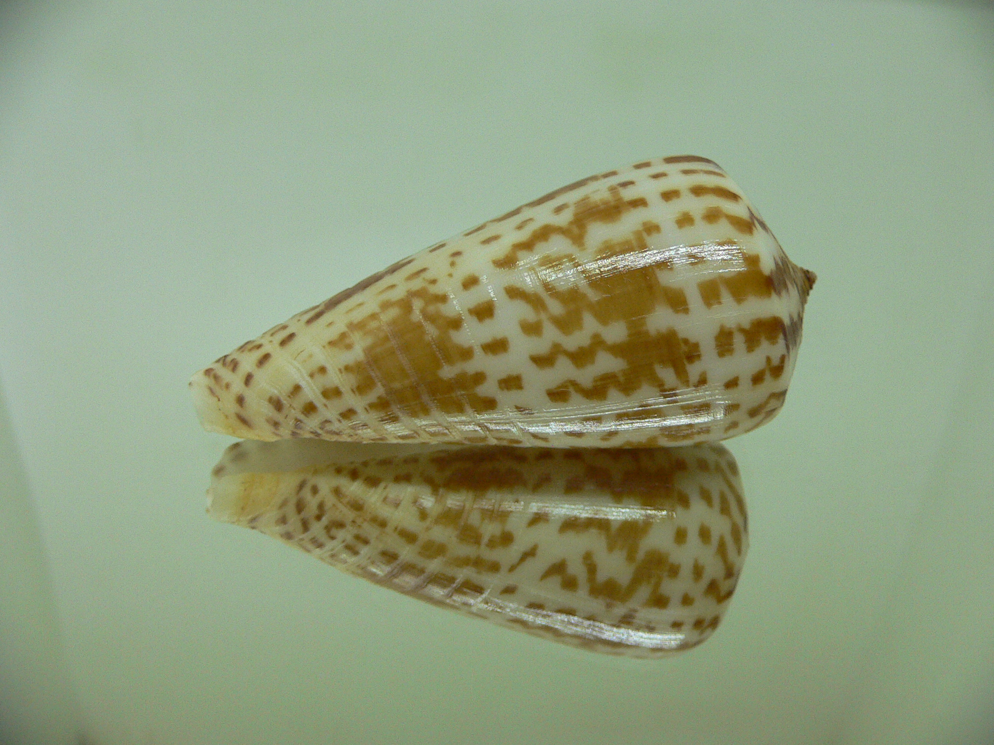 Conus inscriptus bangladeshianus (var.) BIG