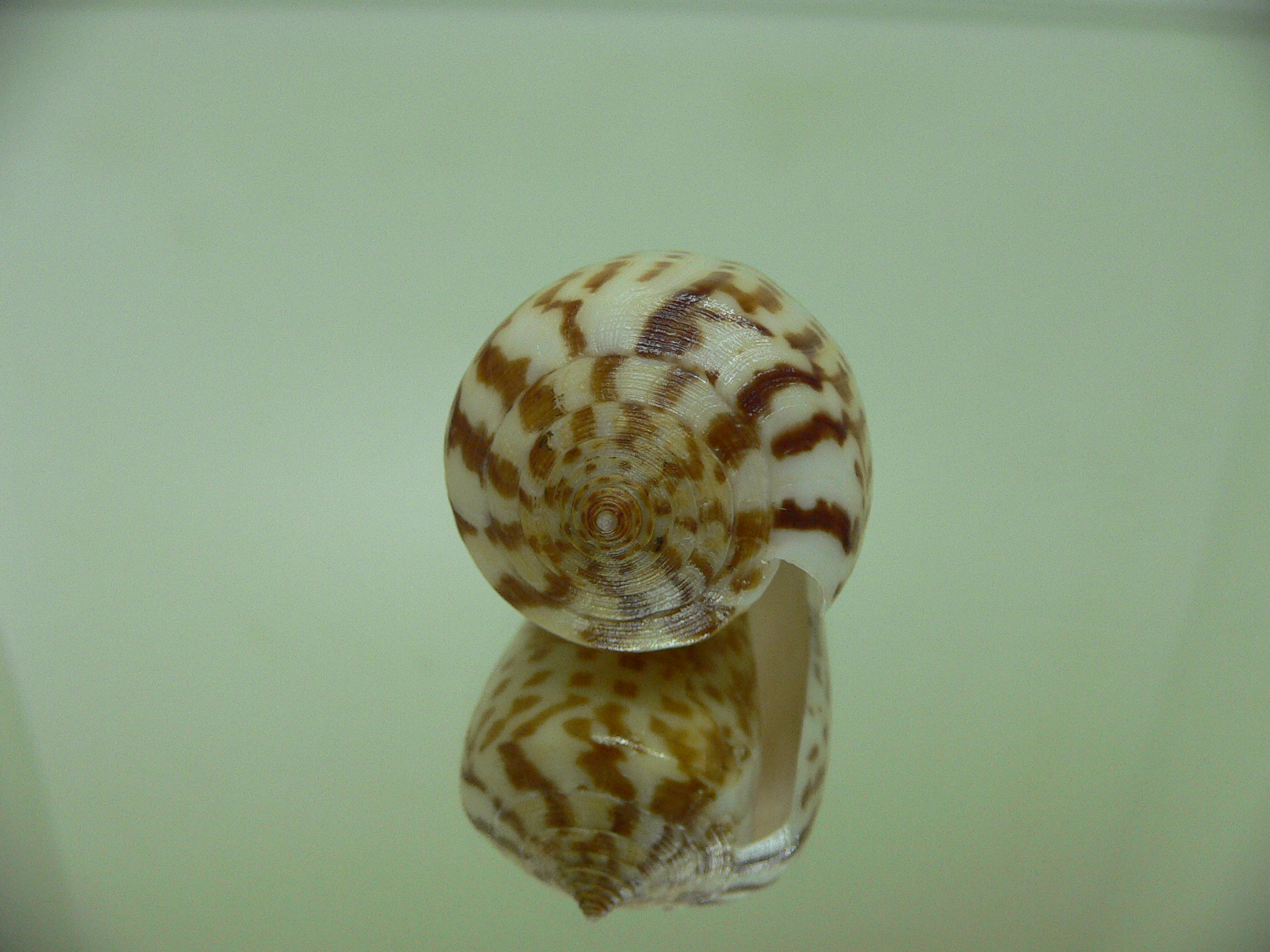 Conus inscriptus bangladeshianus (var.) BIG