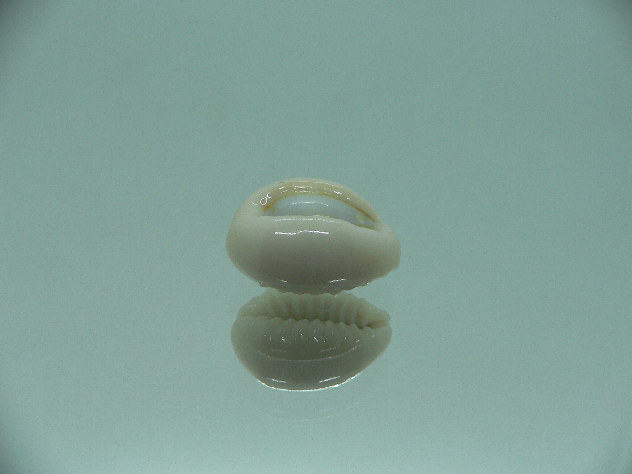 Cypraea obvelata perrieri (var.) OREOL