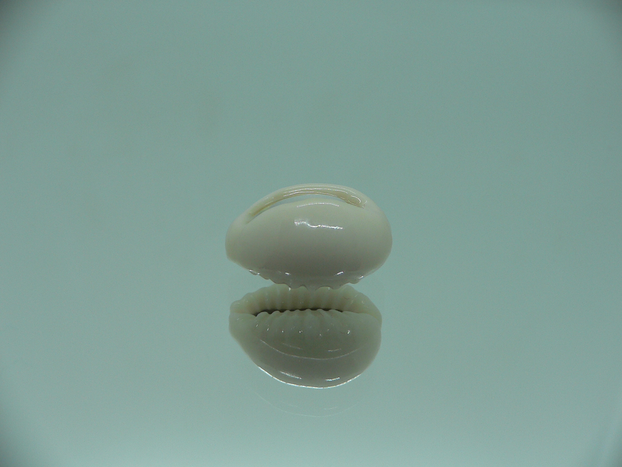 Cypraea obvelata perrieri (var.) OREOL