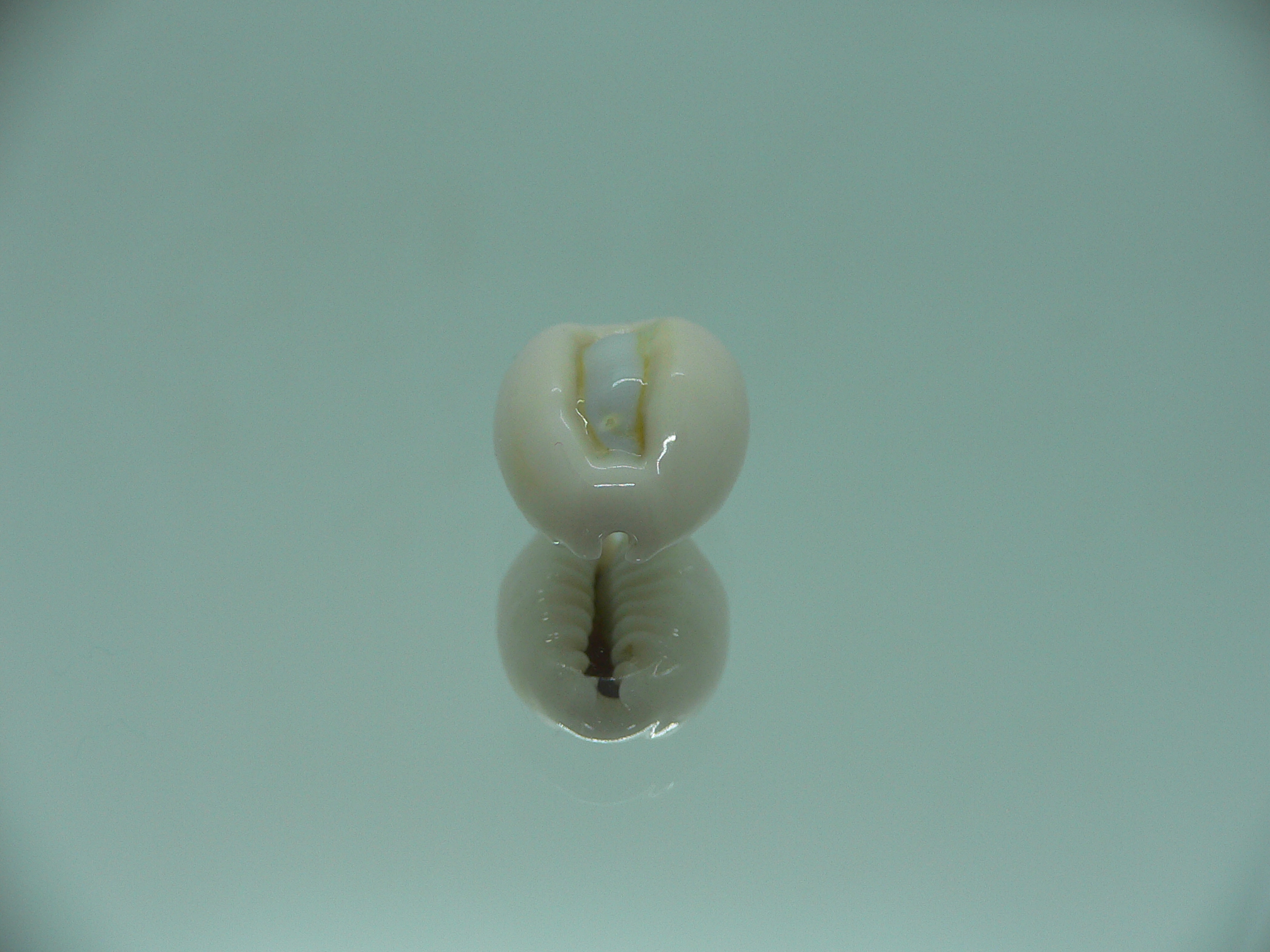 Cypraea obvelata perrieri (var.) OREOL