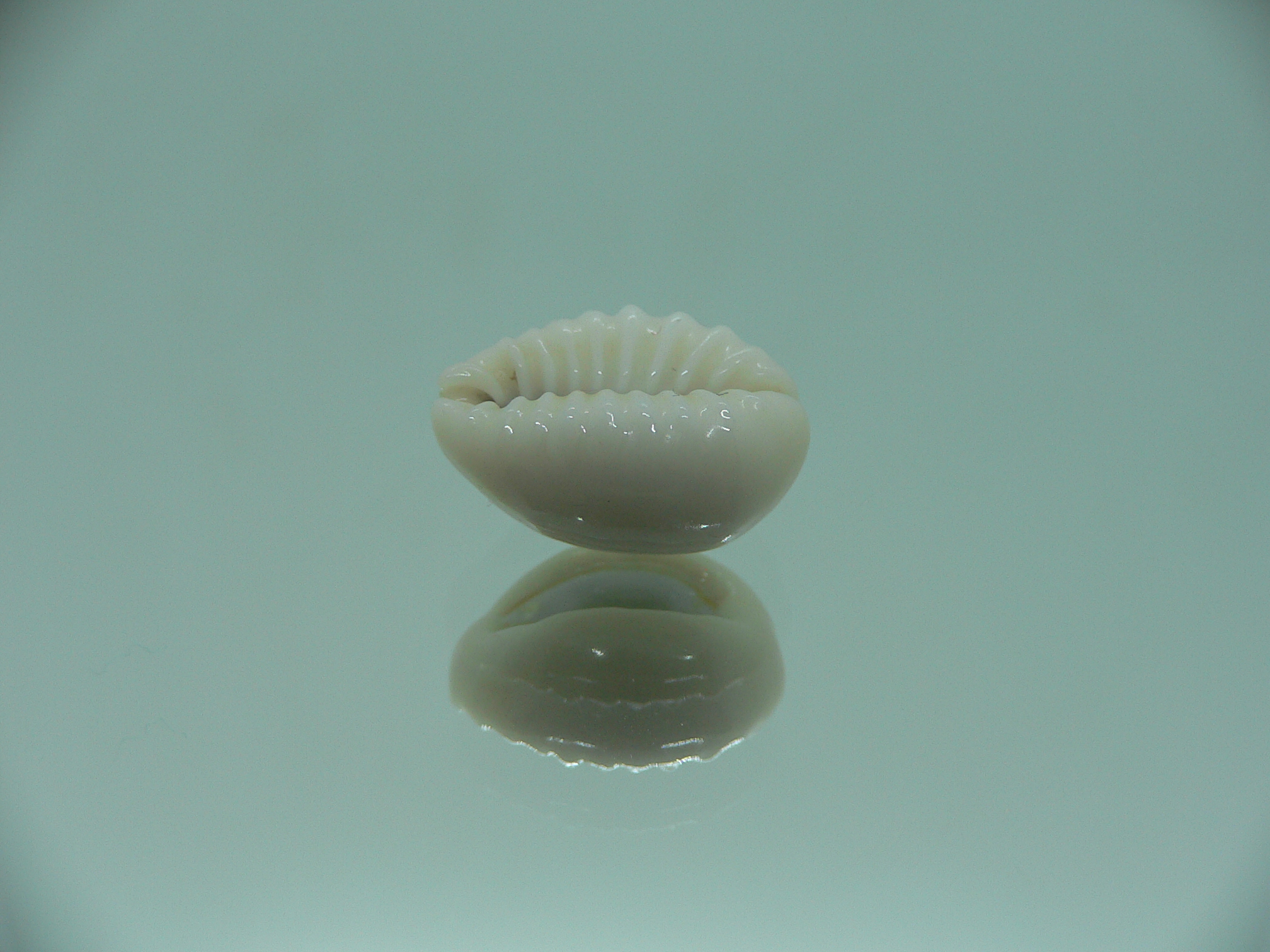 Cypraea obvelata perrieri (var.) OREOL