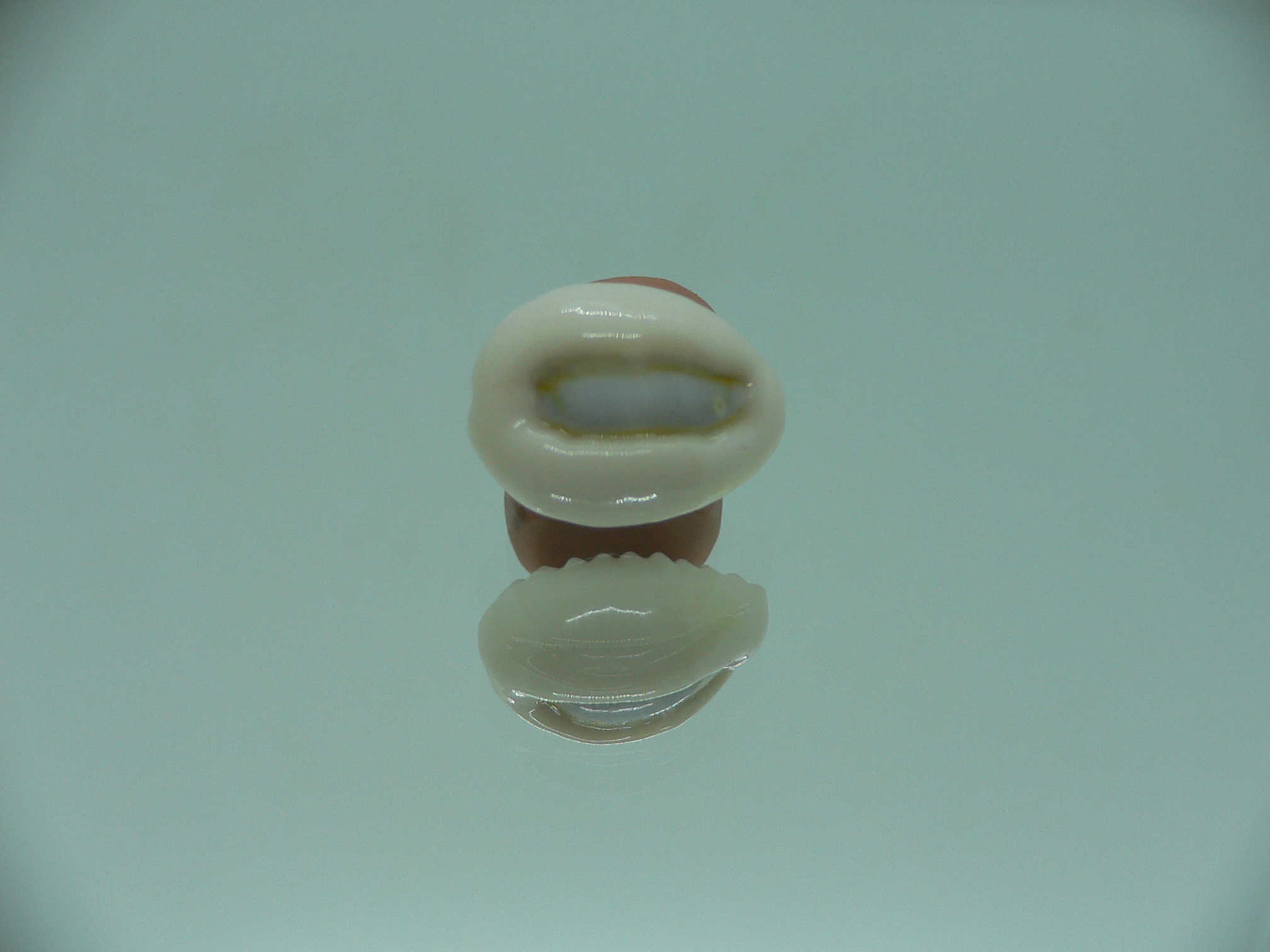 Cypraea obvelata perrieri (var.) OREOL