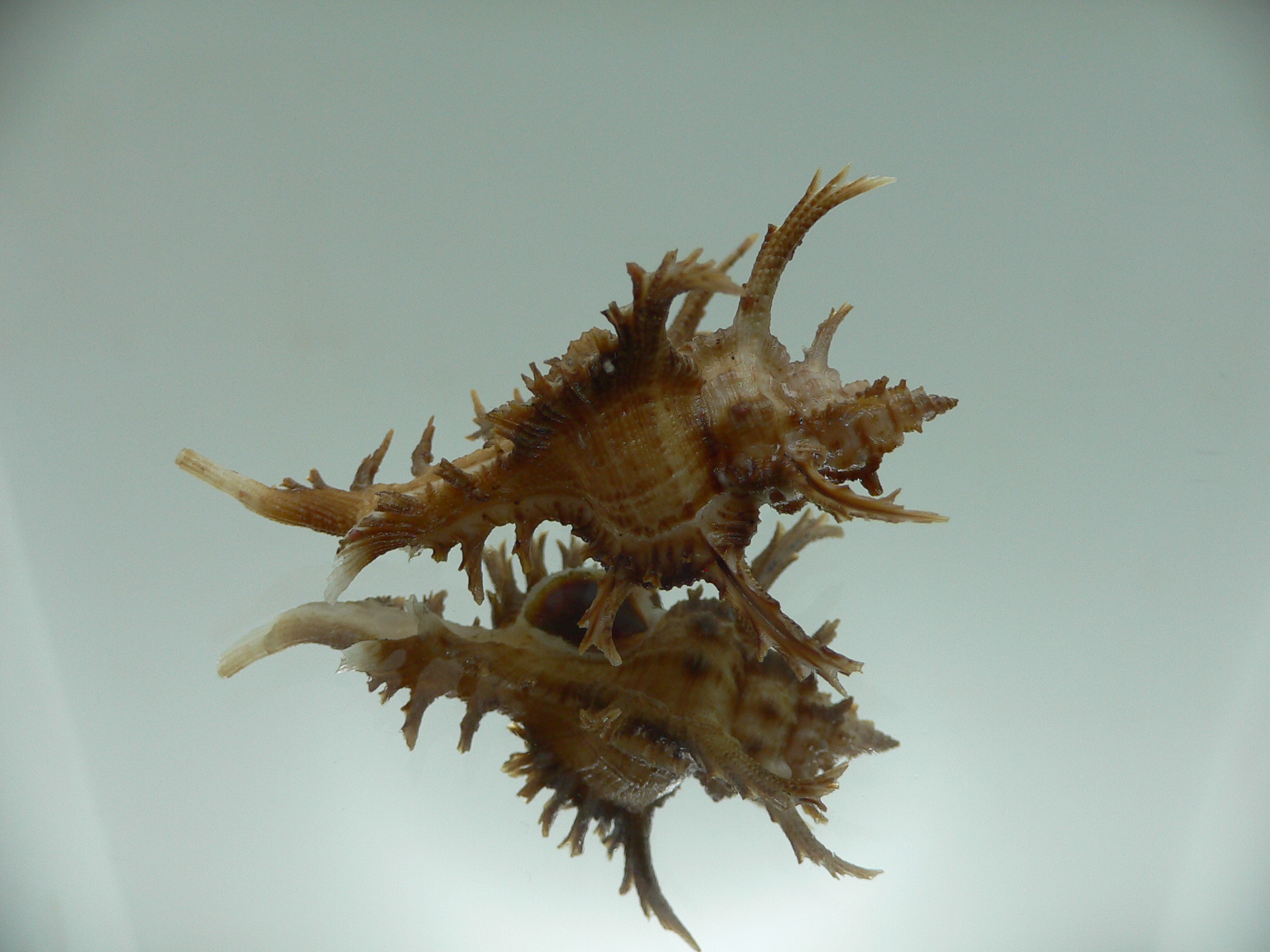 Chicoreus axicornis BROWN