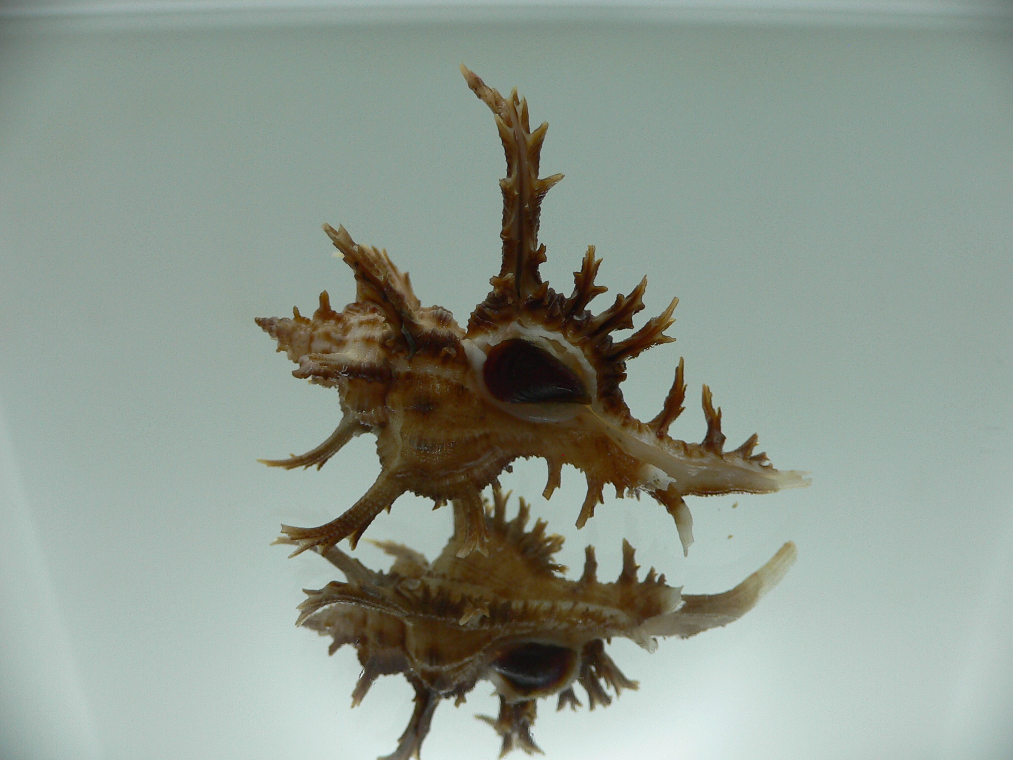 Chicoreus axicornis BROWN