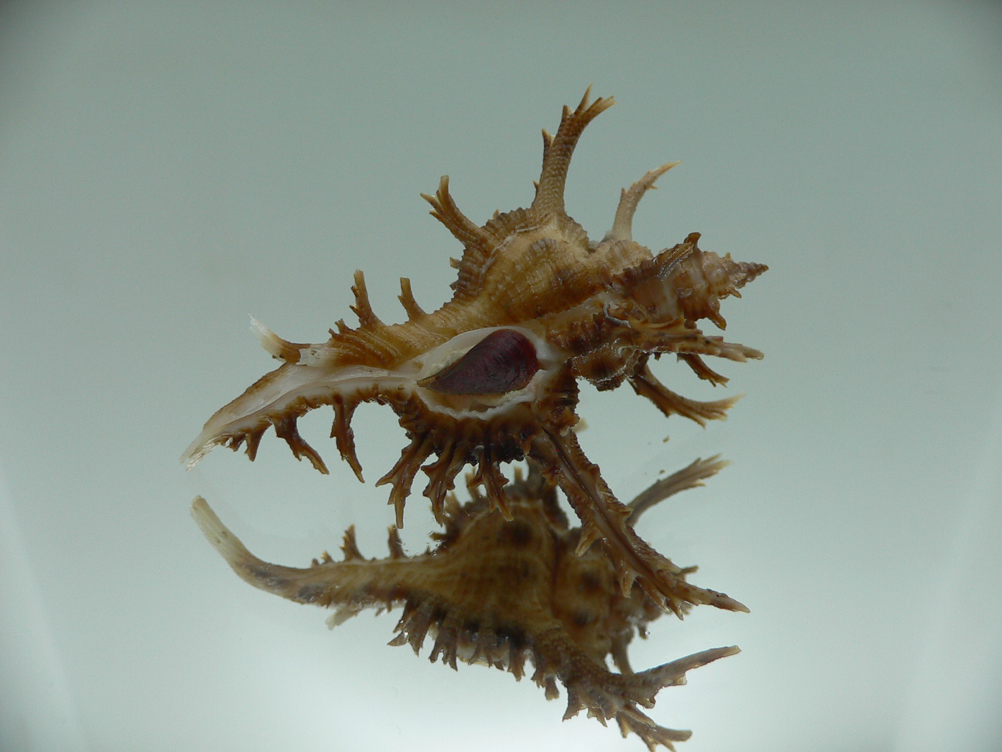 Chicoreus axicornis BROWN