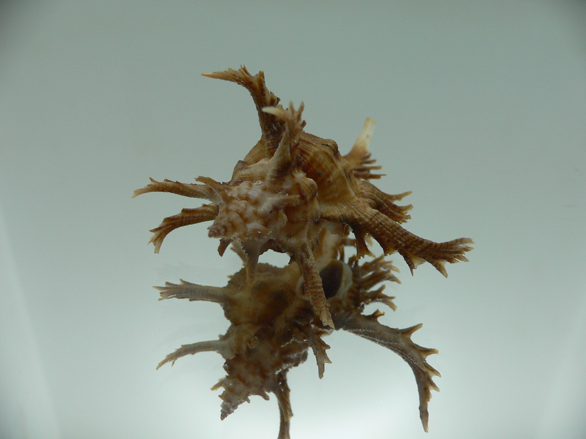 Chicoreus axicornis BROWN