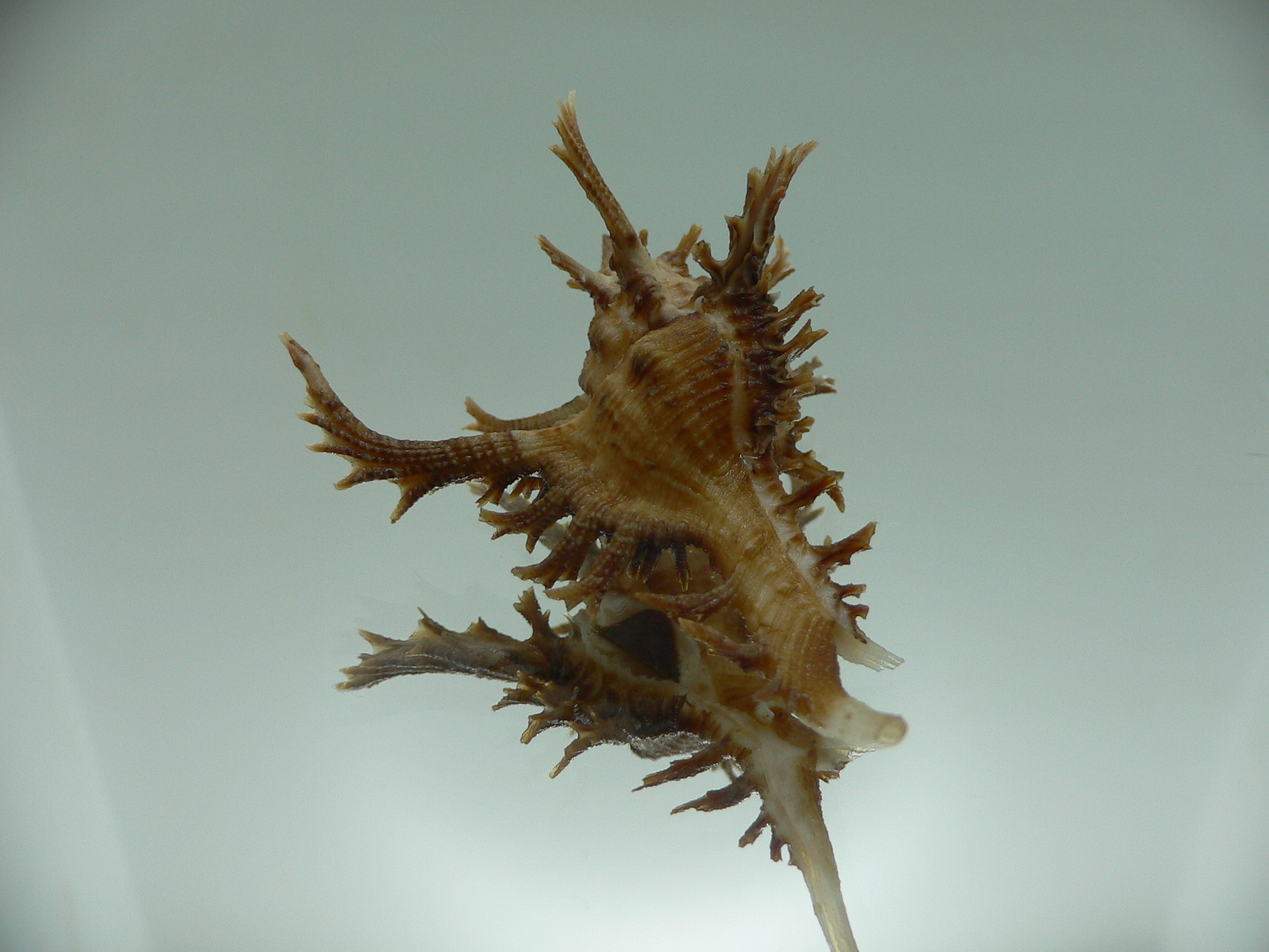 Chicoreus axicornis BROWN