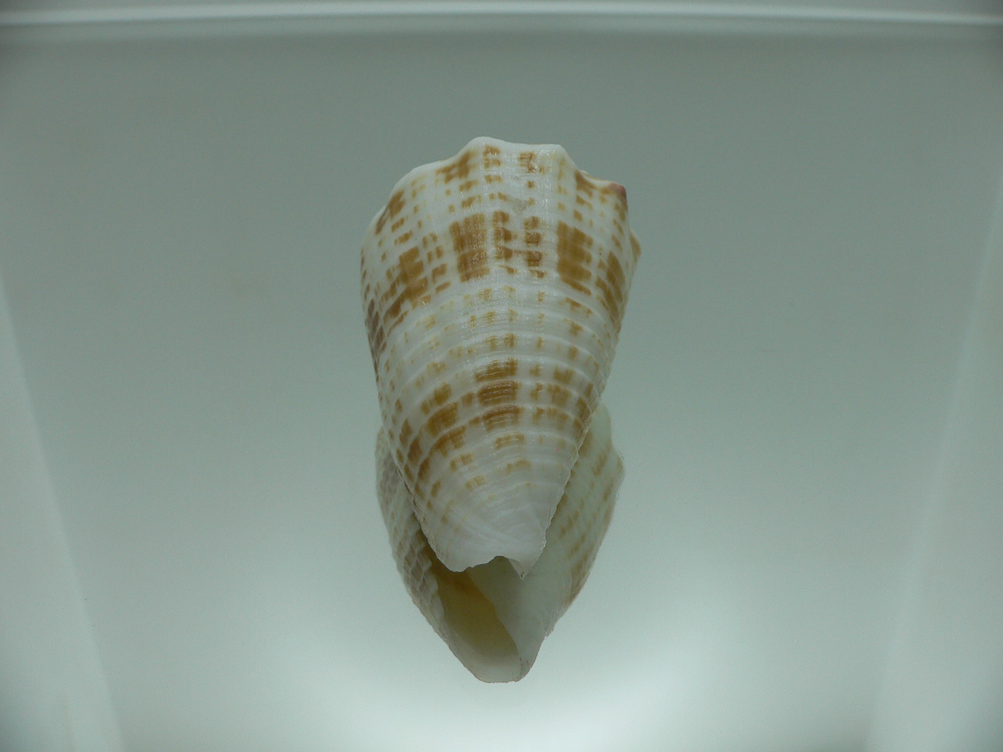 Conus sulcatus samiae (var.) RELIEF