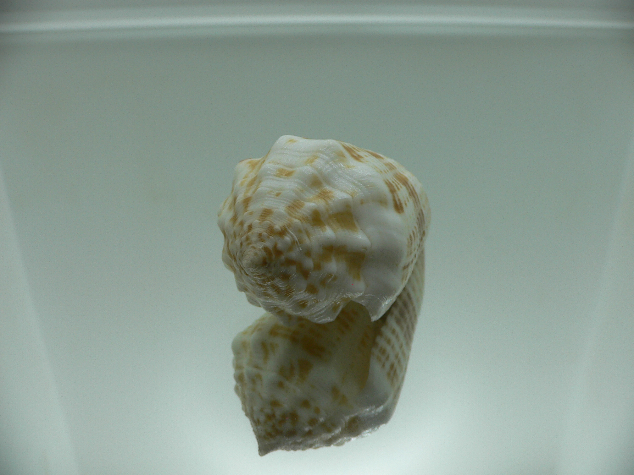 Conus sulcatus samiae (var.) RELIEF