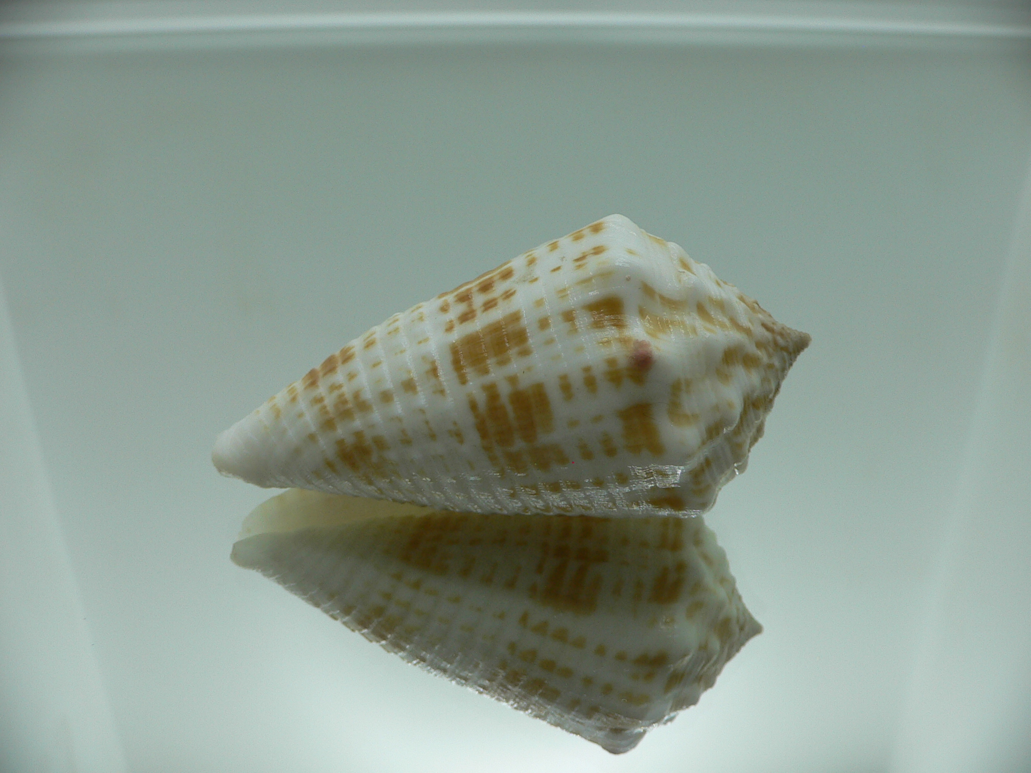 Conus sulcatus samiae (var.) RELIEF