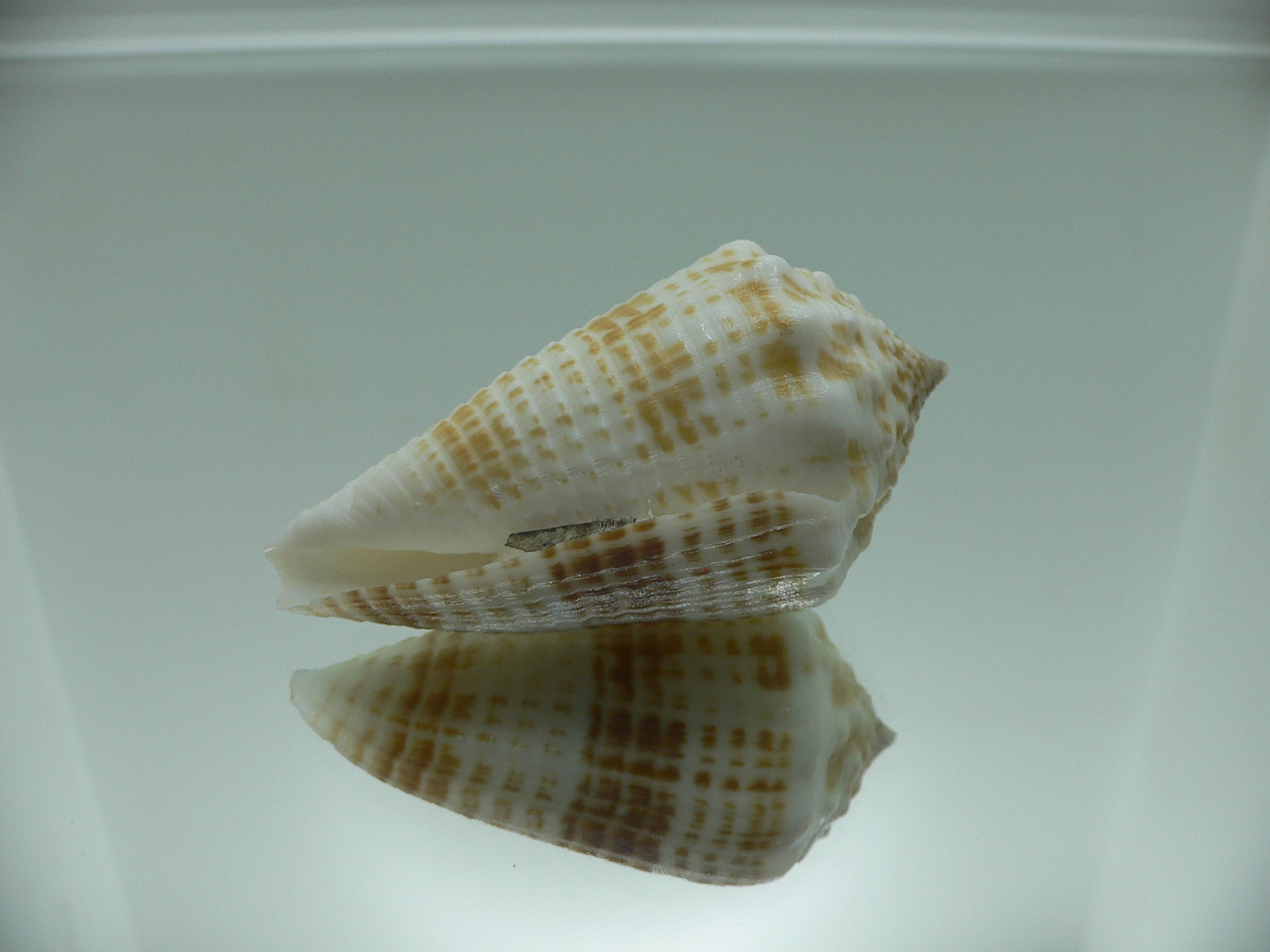 Conus sulcatus samiae (var.) RELIEF