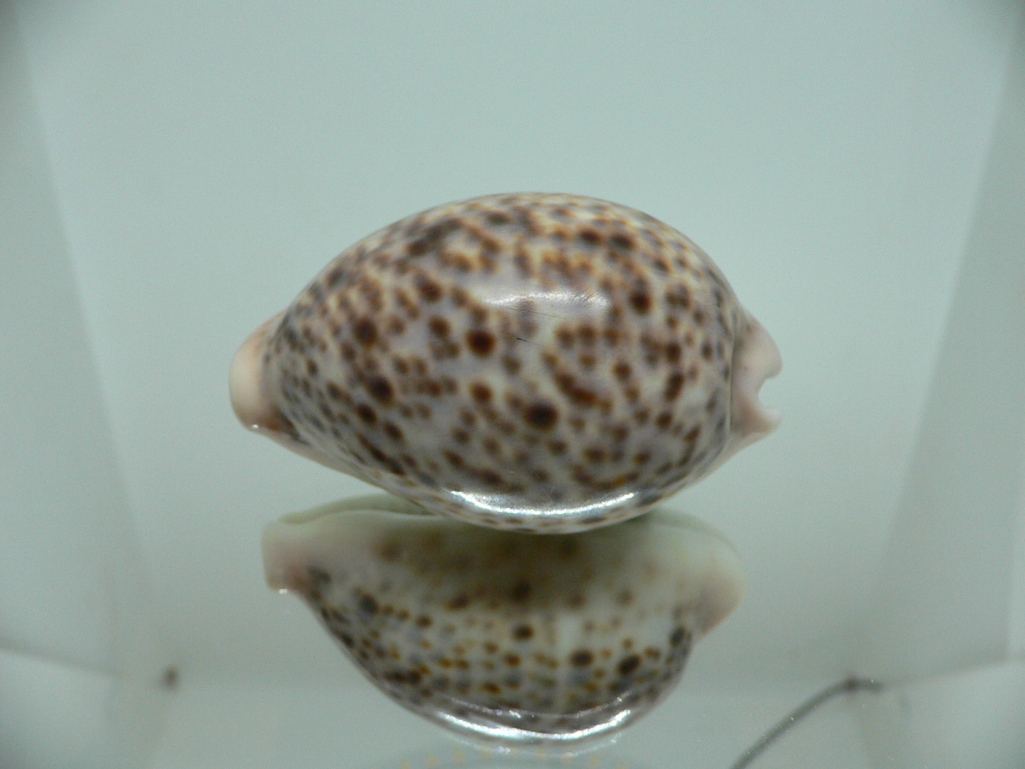Cypraea pantherina